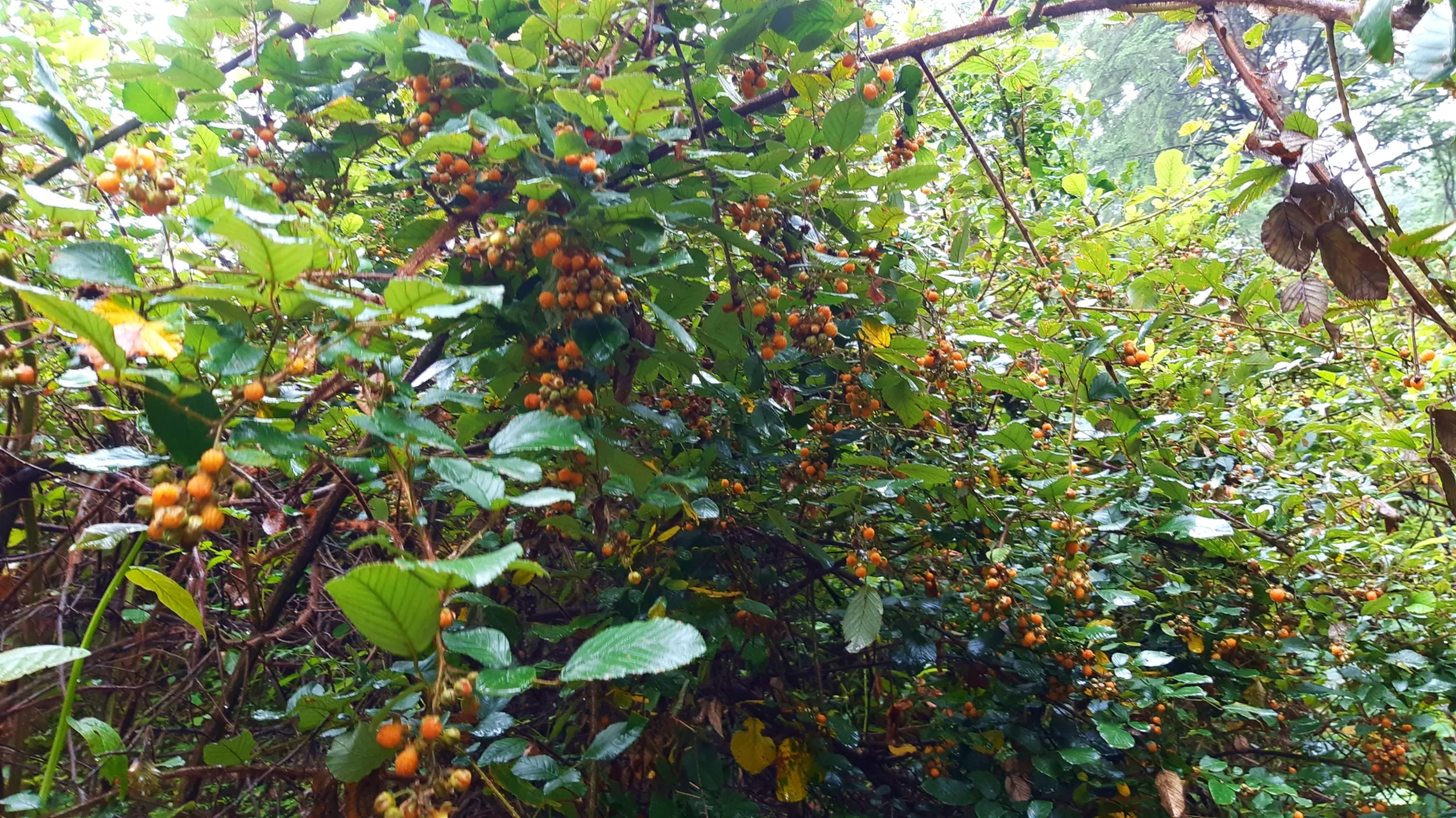 A dense wild bush overflowing with clusters of bright orange and yellow aiselu (wild Himalayan raspberries), hanging heavily from thorny green-leaved branches in a misty Nepali forest near Bethanchowk. The berries glisten with raindrops against vibrant green foliage, with tall trees and soft white sky visible through the canopy in the background. A perfect close-up nature shot capturing wild raspberry foraging in the Himalayas, ideal for Nepal trekking blog content, wild berries Nepal, Himalayan forest foraging, monsoon trek nature photography, Bethanchowk jungle trail.