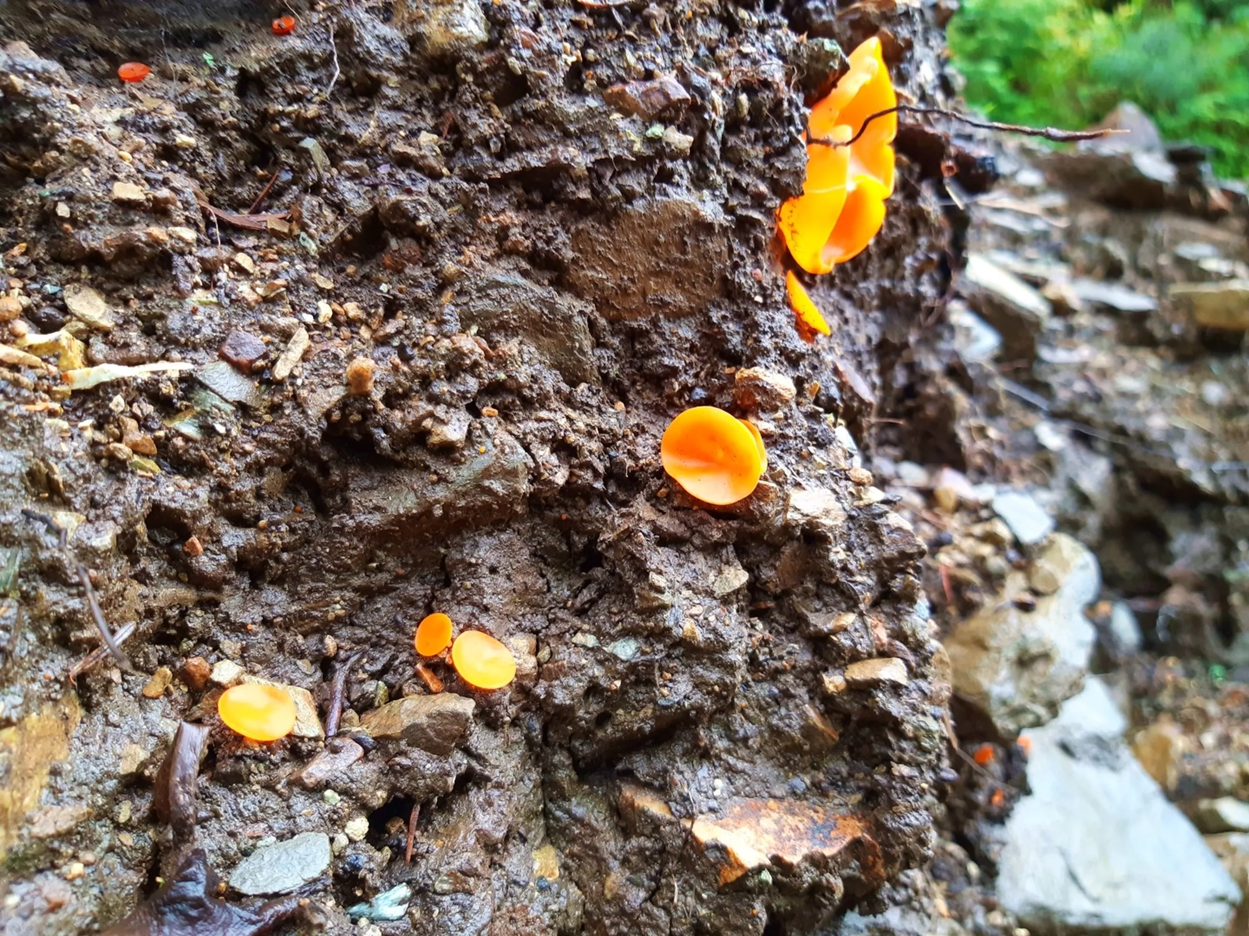 A macro close-up shot of small, vivid orange wild mushrooms growing on a damp, dark brown muddy rock face along a forest trail in Bethanchowk, Nepal. Several round, cup-shaped orange fungi cluster on the textured mud and stone wall, surrounded by scattered pebbles and tree roots, with soft green foliage blurred in the background. Captures the rich biodiversity of the Himalayan monsoon forest, ideal for Nepal jungle trekking blog, wild mushroom forest macro photography, Bethanchowk nature trail, Himalayan rainforest wildlife content.
