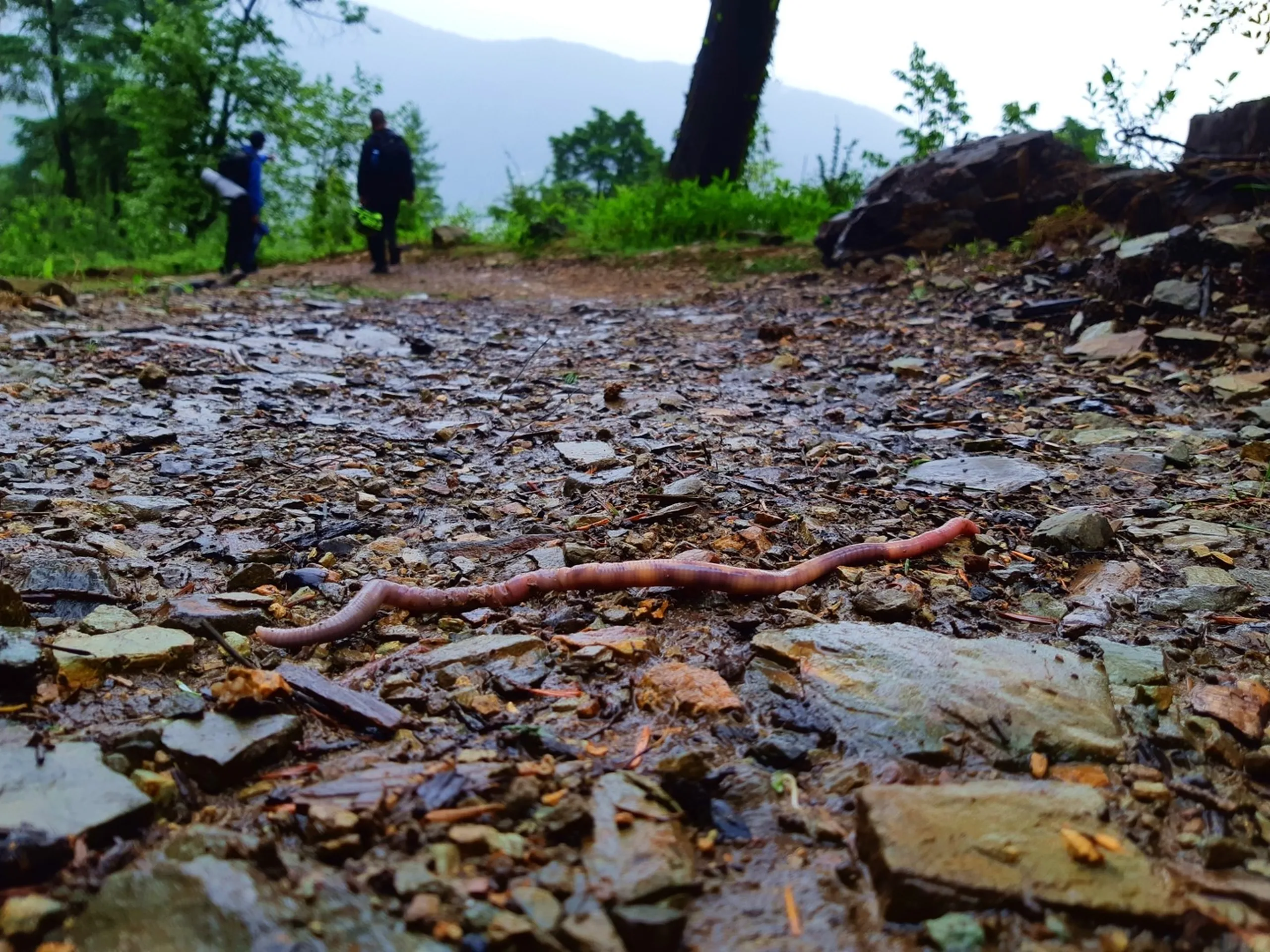 A close-up, ground-level shot of a large reddish-brown earthworm stretched across a rocky, rain-soaked forest trail in Bethanchowk, Nepal, its segmented body glistening with moisture among scattered stones, pine needles, and gravel. In the blurred background, two hikers in dark jackets with backpacks walk along a misty dirt path, with hazy green hills and trees fading into fog. A vivid macro nature shot perfect for Nepal monsoon trekking blog, Himalayan forest wildlife photography, Bethanchowk hiking trail, jungle trek nature close-up content.