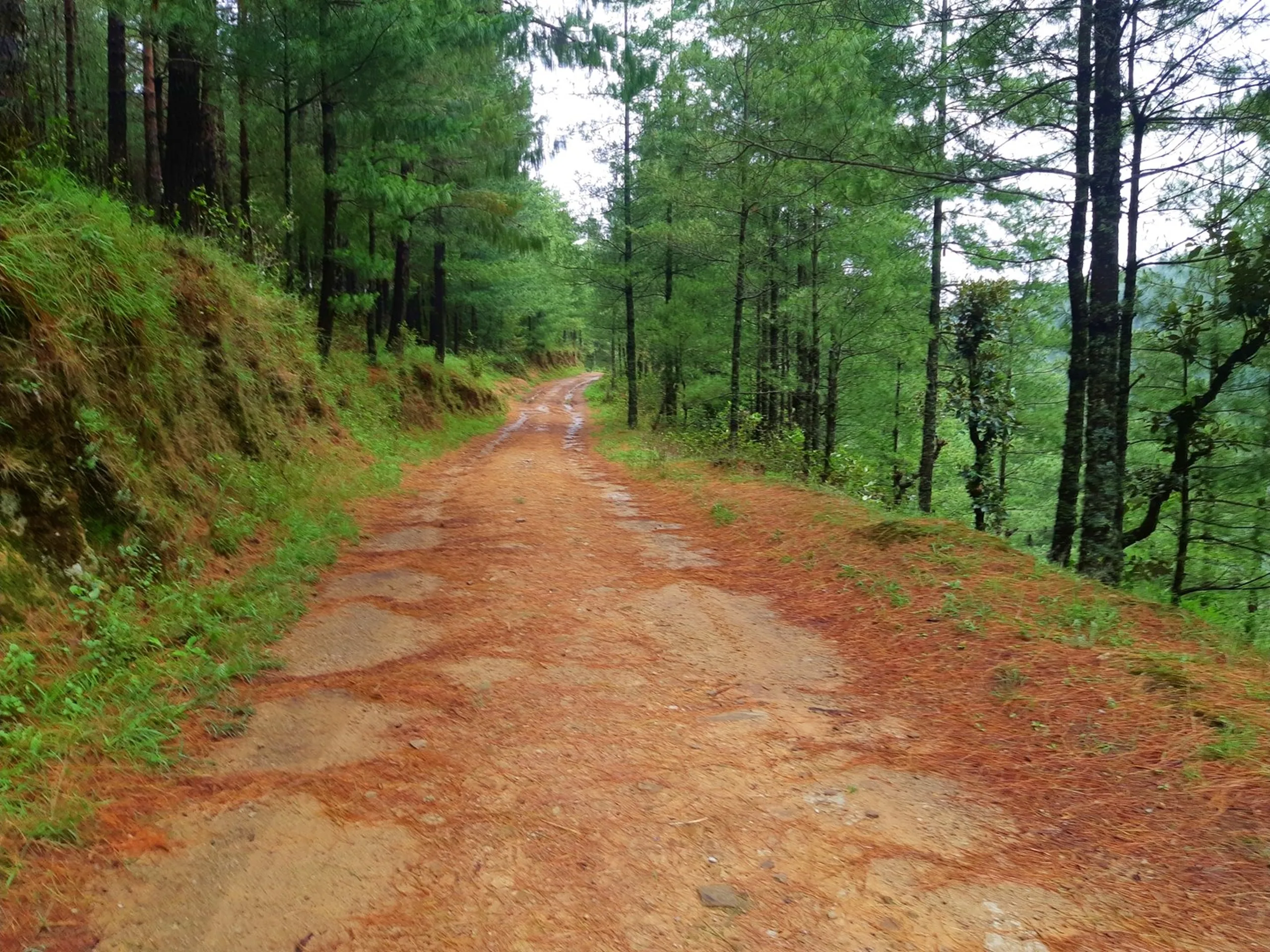 A scenic reddish-orange dirt forest road winding gently through a tall pine forest in Bethanchowk, Nepal, carpeted with fallen pine needles along the edges. Lush green grass and moss-covered rocky banks rise on the left, while slender pine and fir trunks stand tall on the right, opening to a misty hazy valley beyond. Overcast monsoon sky filters soft light through the dense canopy. A picturesque trail shot perfect for Nepal Himalayan trekking blog, pine forest road photography, Bethanchowk scenic hiking trail, Kathmandu Valley nature trek content.