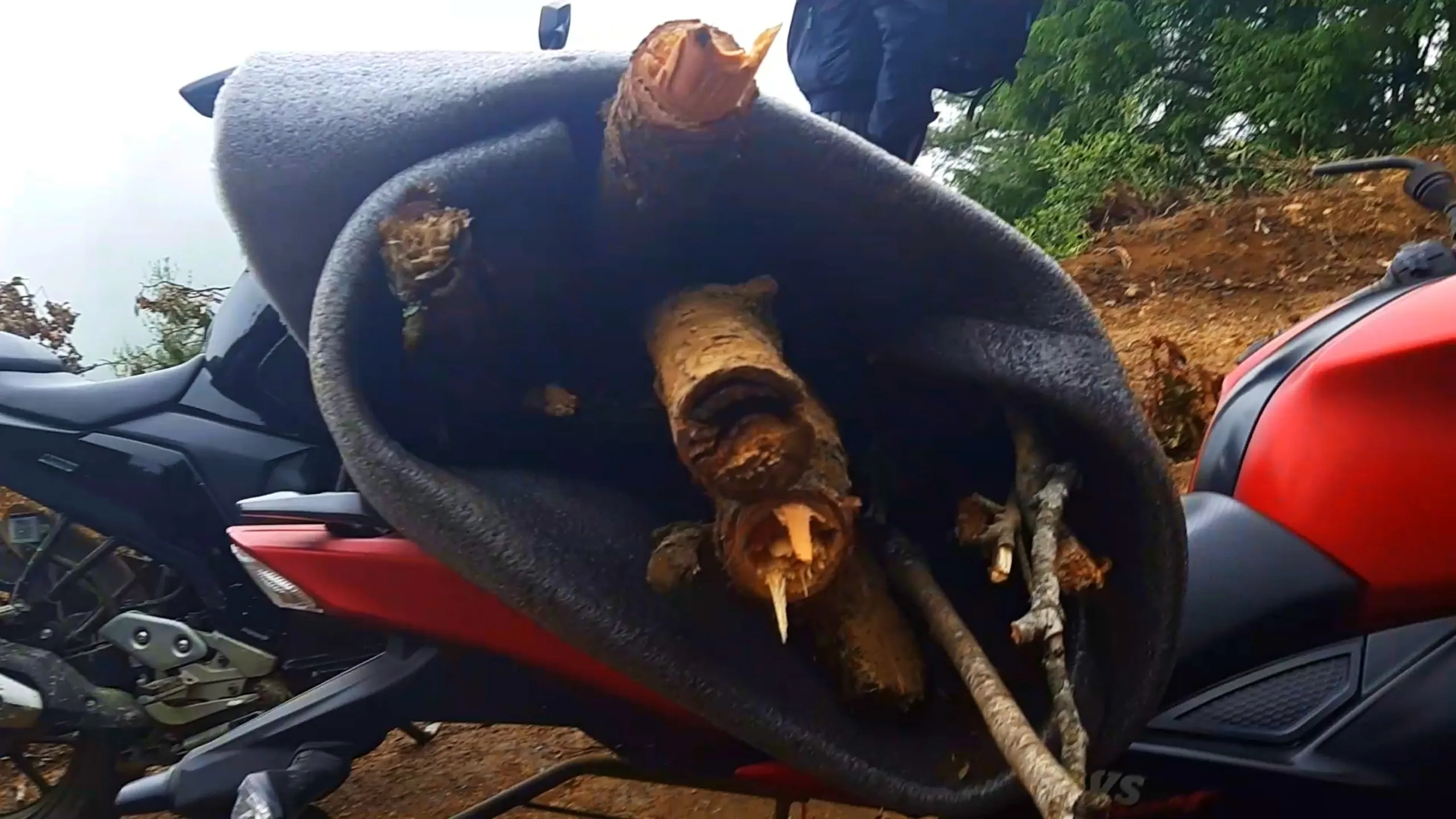 Extreme close-up macro shot of a thick rolled grey foam sleeping mat strapped onto the rear seat of a red and black motorbike with a black elastic cord, containing several pieces of freshly cut tree branches and logs with light-colored exposed wood and bark tucked inside the roll for firewood transport. The red motorcycle fuel tank and black seat are visible below, with dense green forest and a person's leg in dark riding gear visible in the blurred background. This shows resourceful firewood transport using rolled sleeping mats during Bethanchowk camping trip, Nepal motorbike trekking gear hacks, Himalayan adventure camping logistics, sustainable wood collection Kathmandu hills.