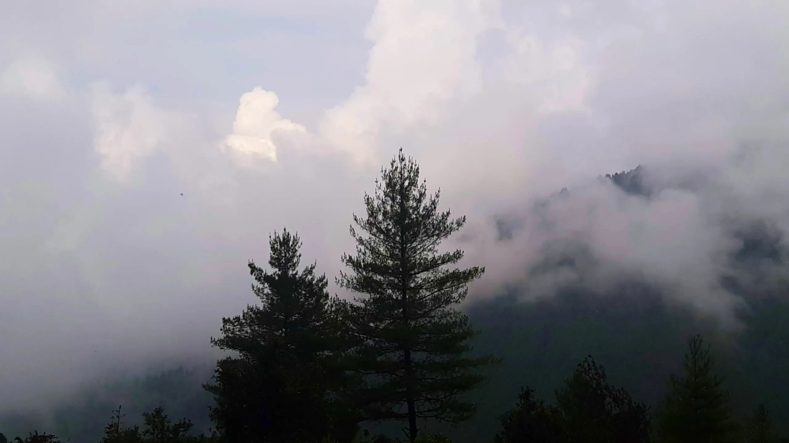 Atmospheric landscape photo capturing thick white clouds and mist rolling over layered green Himalayan hills and forested mountain ridges, with two tall silhouetted pine trees standing prominently in the foreground against the hazy sky. The clouds create dramatic billowing shapes covering the distant mountain peaks, while patches of dark green forested slopes peek through the fog on the right side of the frame. This showcases the breathtaking cloud-covered mountain scenery at Bethanchowk Nepal, Himalayan misty forest landscape photography, Kathmandu Valley foggy mountain views, scenic trekking destination Nepal hills.