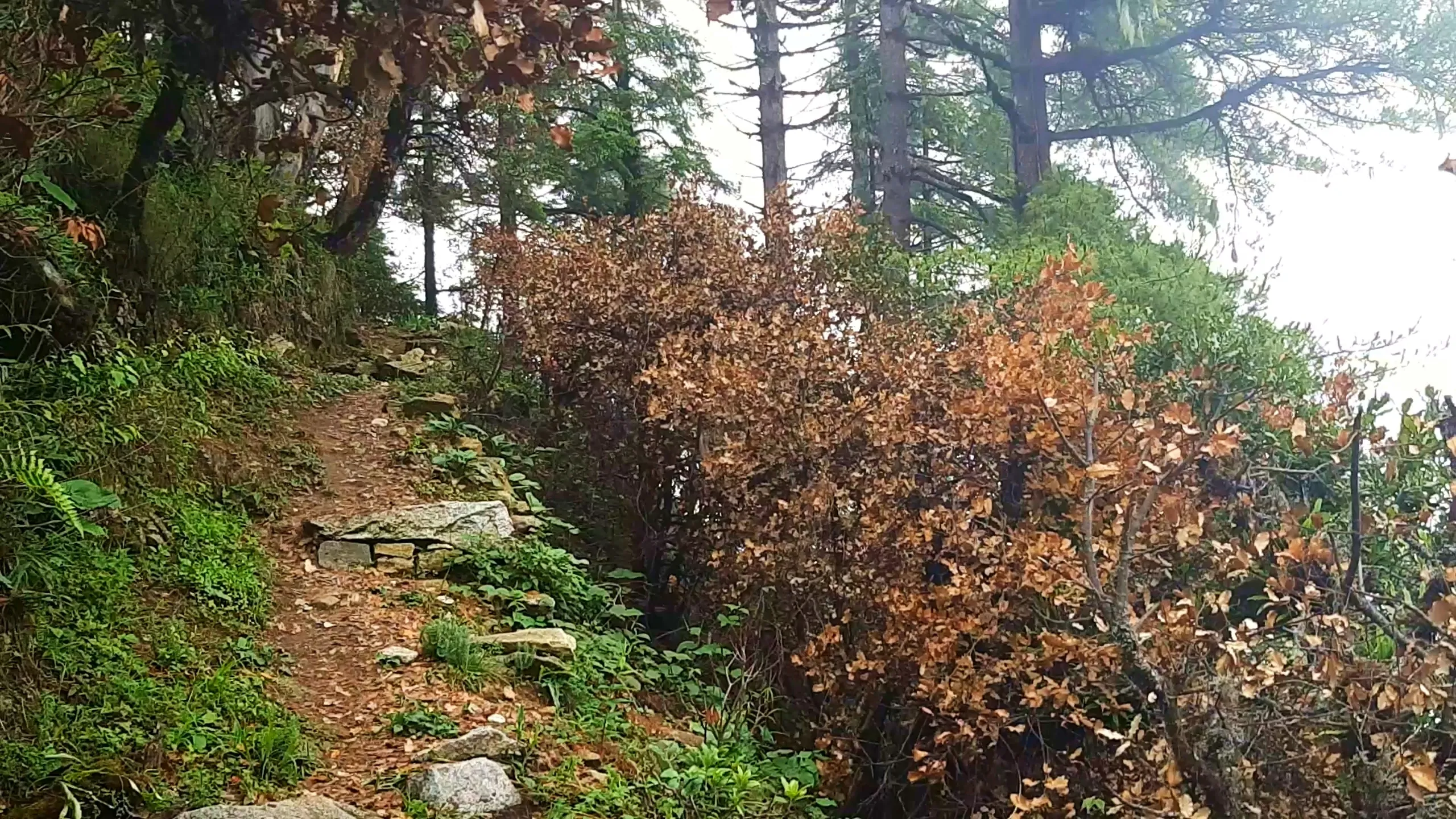 Scenic forest trail photo showing a narrow dirt hiking path lined with natural stone steps winding through dense green Himalayan forest vegetation including ferns, ground cover plants, and tall pine and cedar trees. A large reddish-brown bush with autumn-colored dried leaves stands prominently beside the trail, contrasting against the surrounding lush green foliage. Misty white sky is visible through gaps in the tree canopy on the right side. Scattered rocks and stones mark the trail edges. This captures the picturesque forest hiking trail near Bethanchowk, Nepal pine forest trekking path, Himalayan nature trail photography, scenic hiking route Kathmandu hills.