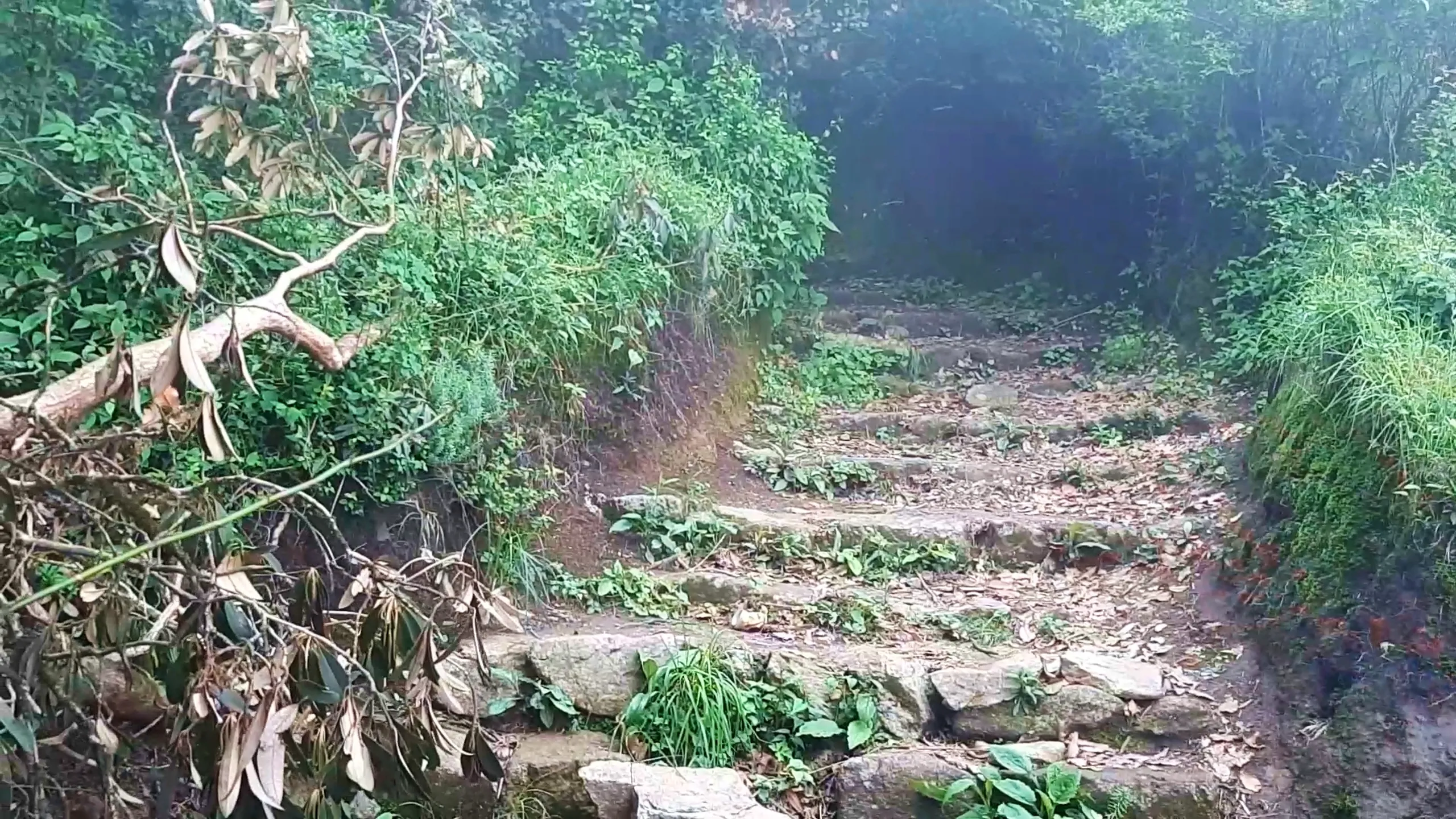 Photo of a narrow dirt hiking trail with natural stone steps descending through dense green forest vegetation including ferns, broad-leafed plants, and dried brown rhododendron leaves on tree branches in the foreground. The path curves toward a dark tunnel-like opening formed by overhanging trees and thick foliage, creating a mysterious shaded passage. Misty light filters through the canopy creating a soft glow. This shows the natural stone-stepped forest trail at Bethanchowk, Nepal hiking path through rhododendron forest, Himalayan nature trail photography, scenic trekking route Kathmandu hills.