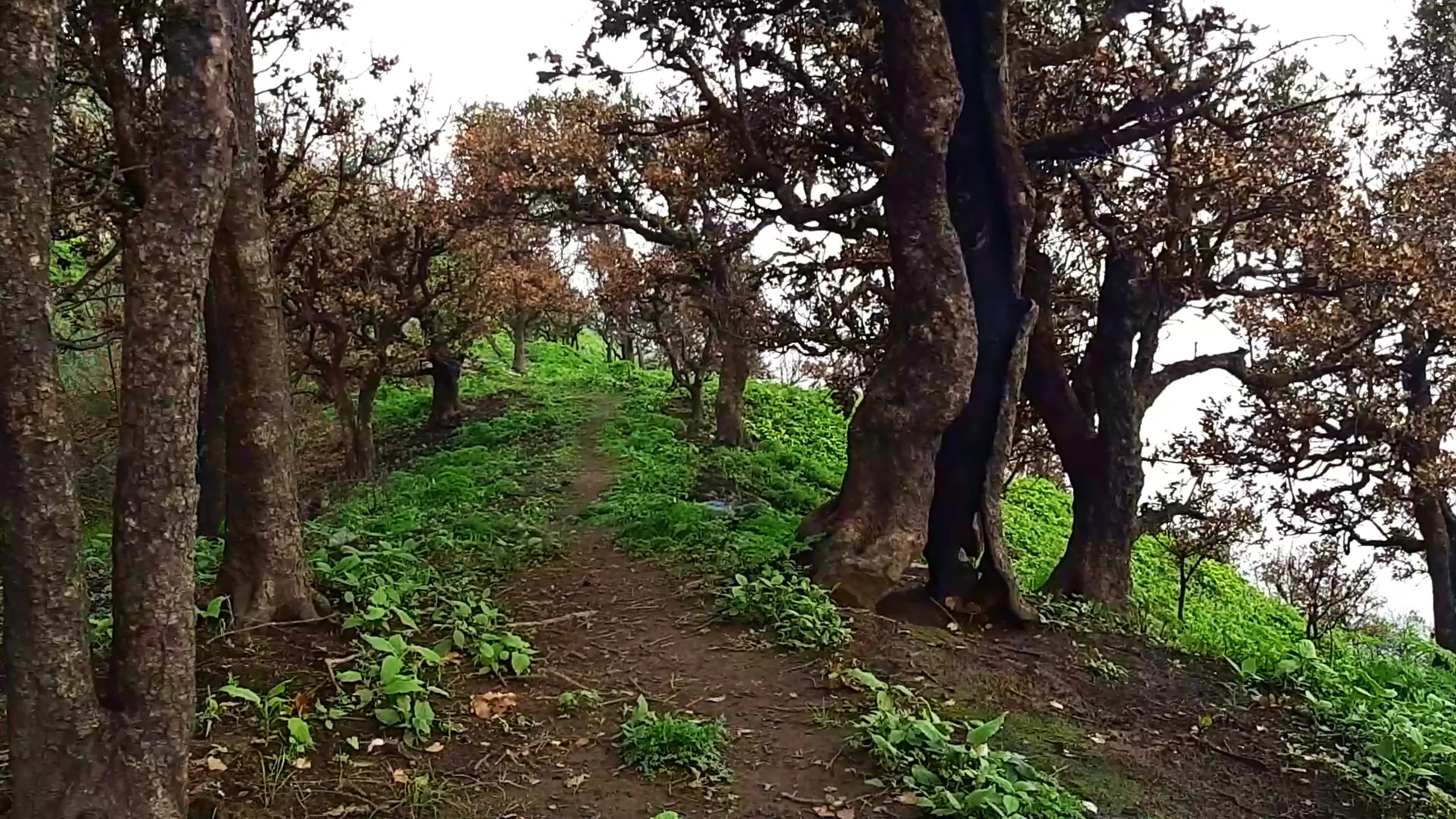 Forest photo showing a cluster of gnarled, twisted oak and rhododendron tree trunks with dark weathered bark and patches of reddish-brown autumn foliage on the branches above, opening onto a small grassy clearing covered in vibrant green ground vegetation and a worn dirt path. Soft overcast white sky is visible through gaps in the canopy. This showcases the unique twisted tree formations along the Bethanchowk forest trail, Nepal Himalayan oak rhododendron forest, scenic hiking trail photography, nature trekking path Kathmandu hills.