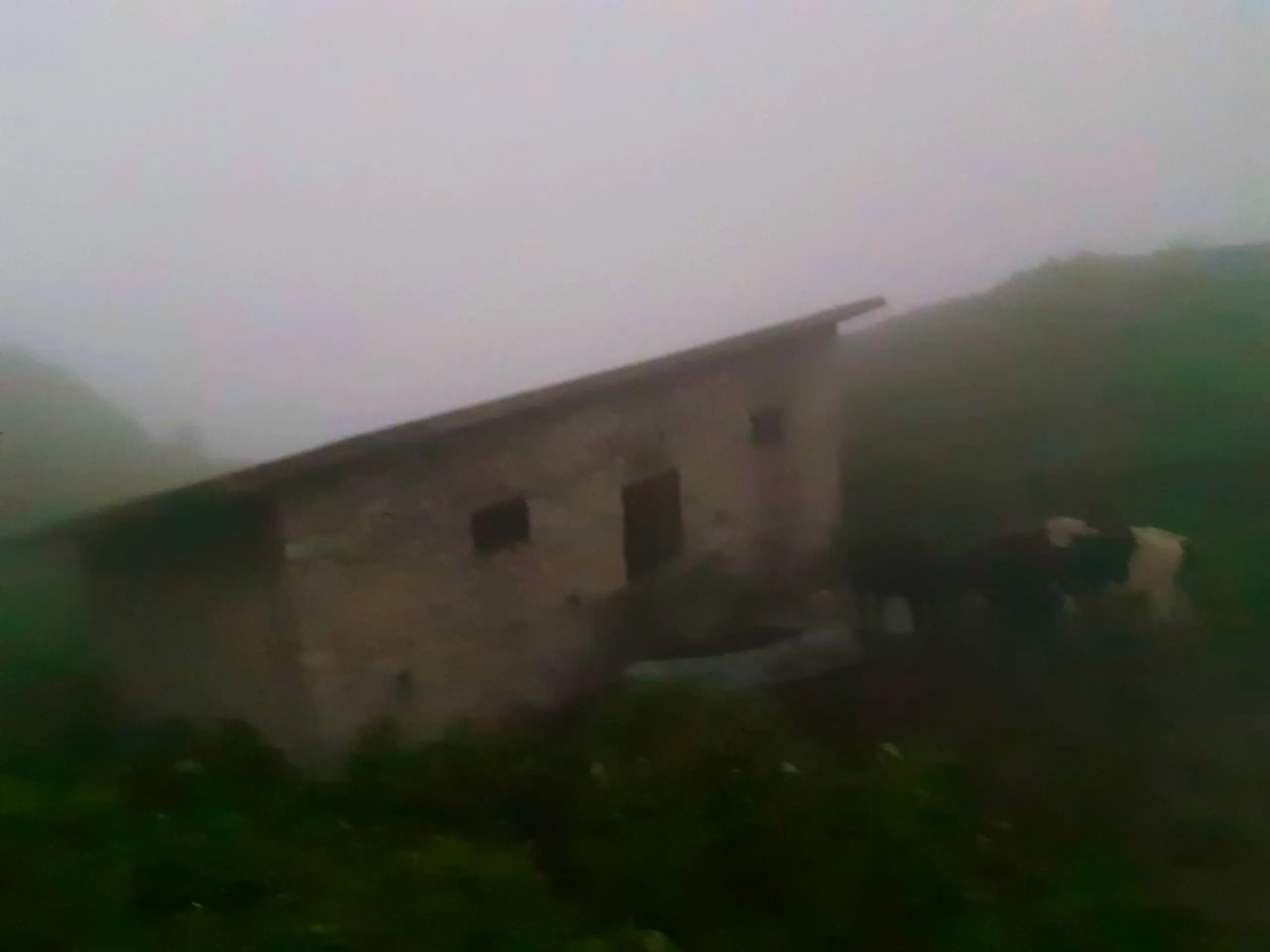 Hazy foggy photo of a rustic stone farmhouse with a flat roof set on a misty hillside at Bethanchowk, with two cows, one black and one black-and-white, grazing near the building amid thick green vegetation. Heavy fog obscures most of the background landscape, creating a moody atmospheric rural scene. This shows the local farm and grazing cattle near Bethanchowk highest point, Nepal rural mountain village life, Himalayan farmhouse foggy landscape, authentic countryside trekking experience Kathmandu hills.