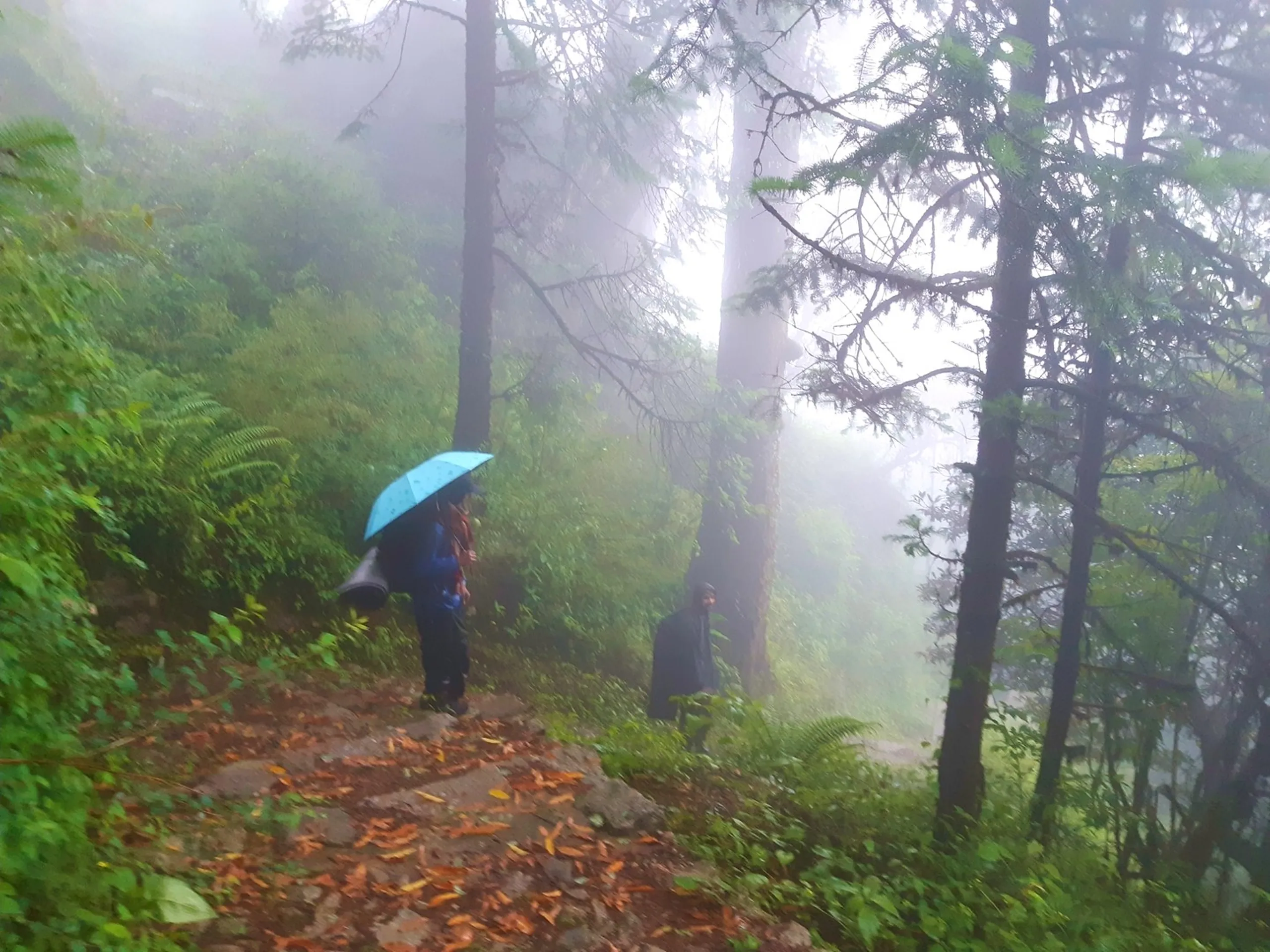 Photo of a young hiker on a misty forest trail wearing dark clothing and a backpack, standing on a rocky path covered with fallen orange and brown autumn leaves, beside another hiker holding a light blue umbrella with white polka dots and a dark beanie. Tall pine and cedar trees rise into thick white fog on both sides of the trail, with green ferns and undergrowth lining the path. This captures the misty forest trail descent at Bethanchowk highest point, Nepal pine forest hiking adventure, Himalayan rainy season trekking, scenic foggy trail photography Kathmandu hills.