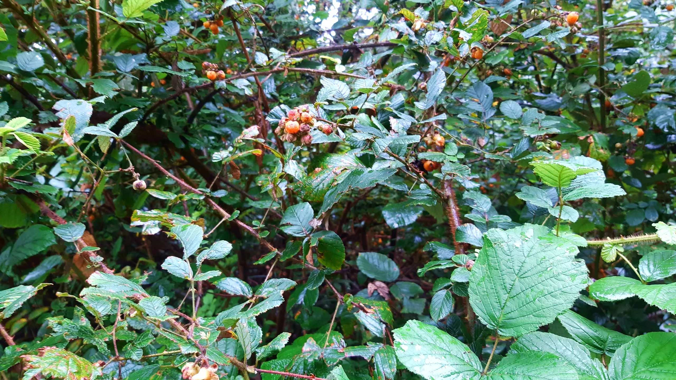Close-up nature photo of a dense wild raspberry or "aiselu" bush with vibrant green serrated leaves and clusters of bright orange-red wild berries scattered throughout the foliage, found growing naturally in the Himalayan forest undergrowth. This showcases the wild Himalayan raspberry aiselu berries found along Bethanchowk trekking trail, Nepal forest foraging, edible wild berries Himalayas, nature trekking discovery Kathmandu hills.