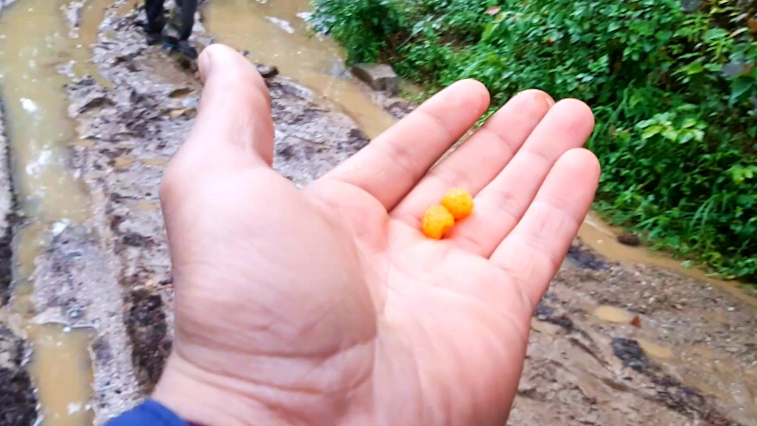 Close-up photo of an open palm holding two small bright orange wild raspberry (aiselu) berries, with a muddy water-filled trail and green bushes visible in the blurred background, another hiker's feet visible at the top of the frame. This captures the moment of foraging wild Himalayan raspberries during Bethanchowk trekking trip, Nepal forest foraging adventure, edible wild berries discovery, nature trekking experience Kathmandu hills.
