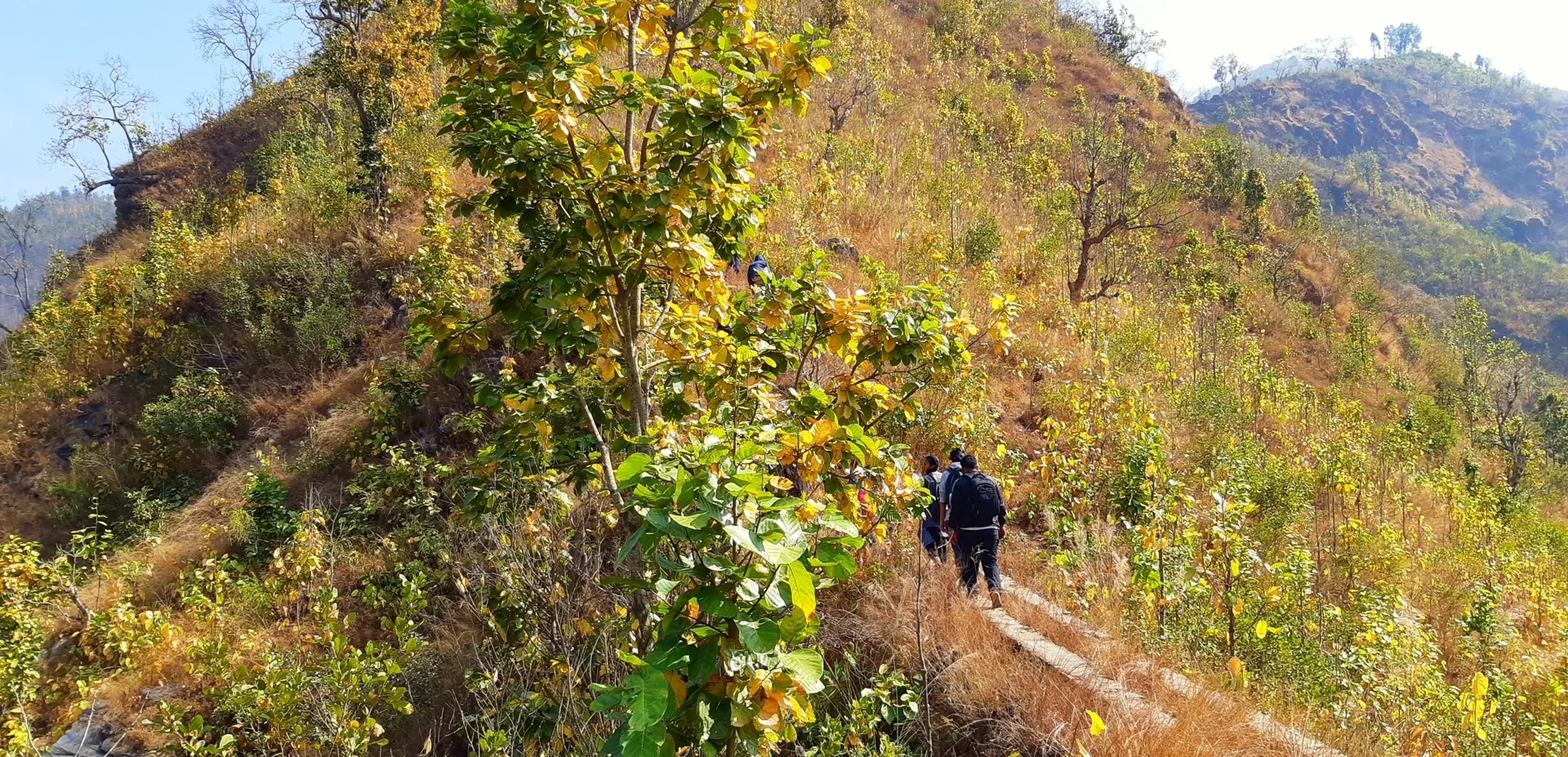 A solitary hiker walks alone along a narrow, winding mountain trail, viewed from a distance. The figure - dressed in all dark clothing with a backpack - is small against the landscape, the trail cutting along the contour of a hillside. The surrounding vegetation is the dominant feature: the hillside is thickly covered in autumn scrub - a mix of dry golden-brown grasses, low shrubs, and small trees with yellowing and russet leaves. The palette is warm and earthy - amber, gold, brown, and faded green. Larger mountain ridges are visible in the hazy background. The lone figure on the empty trail creates a strong sense of solitude and the peaceful intimacy of walking alone in nature.
