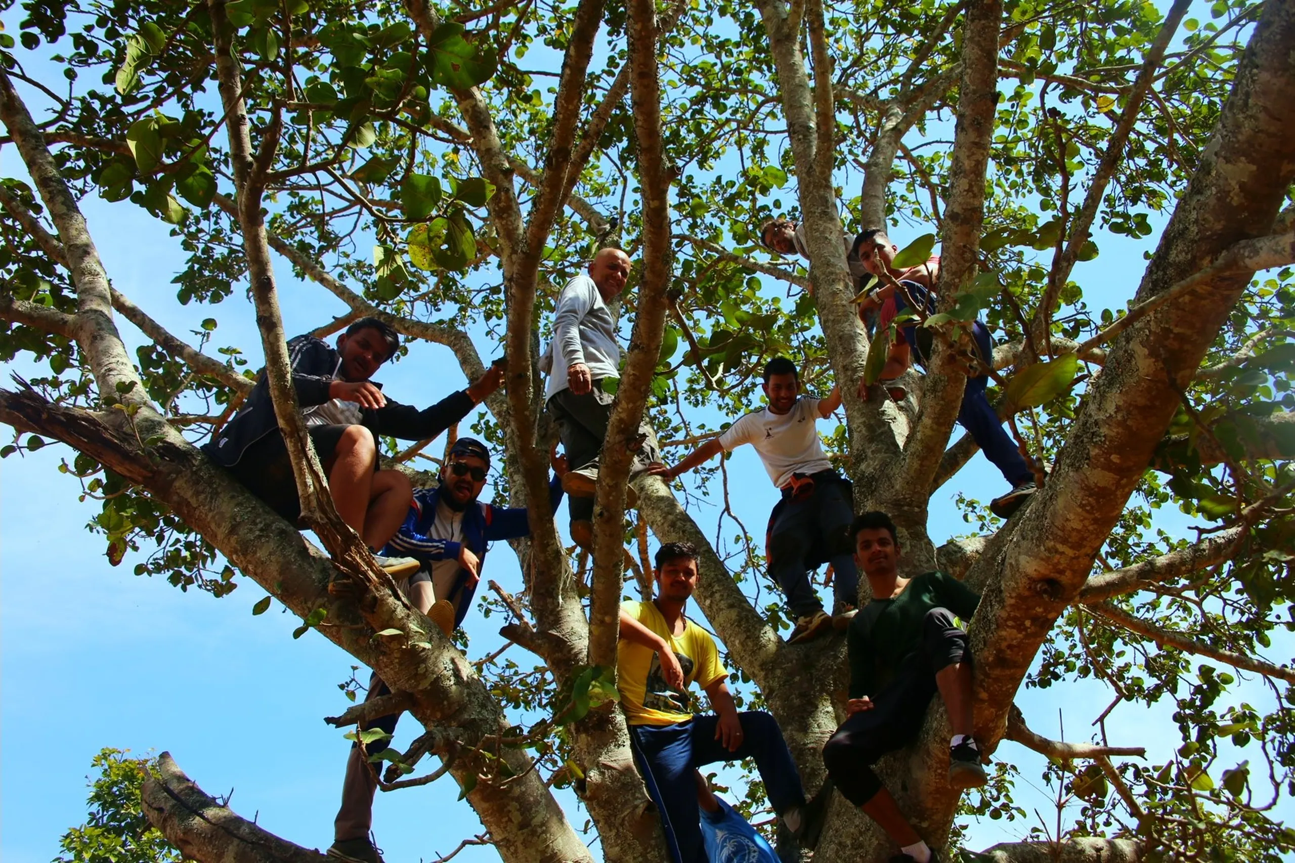 A wonderfully playful and joyful image: seven or eight young men have all climbed up into the branches of a single large tree and are perched at various heights throughout it. The tree has a broad, spreading canopy with sparse, dry leaves, its thick branches wide enough to comfortably hold the group. The men are at different levels - some sitting on lower branches, others higher up, some holding on to branches above them. The whole scene looks like a spontaneous dare or a moment of pure childlike fun. The image is shot from below and slightly to the side, looking up into the tree against a bright blue sky. The group fills the tree like a flock of birds, all laughing or grinning.