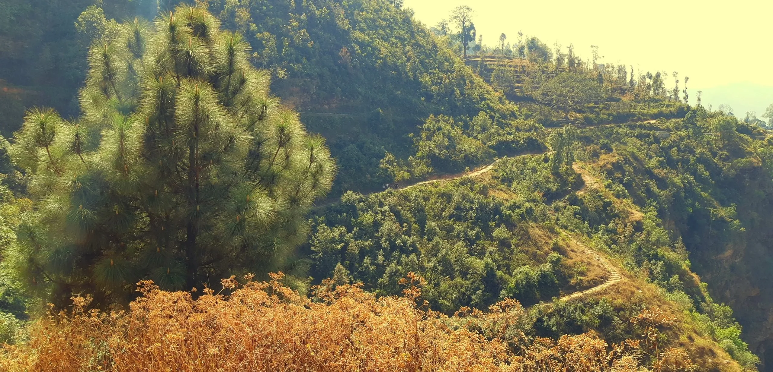 A sweeping hillside landscape panorama showing a green mountain slope densely covered in tall pine and conifer trees. In the middle distance, a narrow winding trail or path is visible cutting along the contour of the hill between the trees - a thin pale line threading through the green. The foreground is covered in dry, golden-brown fern or grass, in contrast to the evergreen of the pines. The hillside rolls back into a soft, hazy distance. The image is wide and peaceful - no people visible, just the landscape in its full, uninterrupted scale. The combination of golden foreground and deep green pine-covered slopes creates a rich, layered natural palette.
