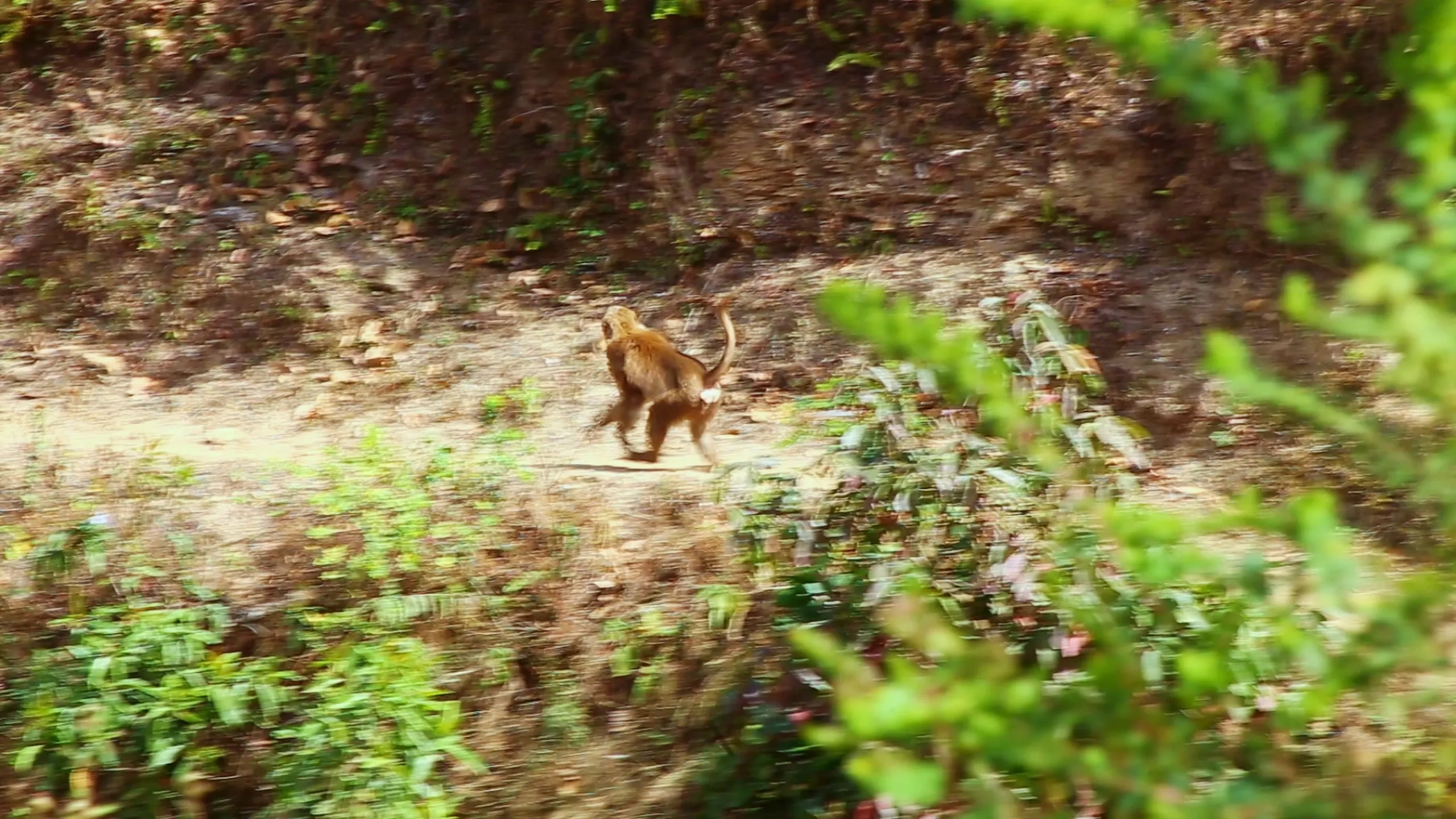 A wild monkey - likely a rhesus macaque - is caught in motion on a dry hillside dirt path, mid-stride or in a bounding run. The monkey is small and lean, its fur a warm reddish-brown. It appears to be moving quickly from left to right across the frame - body low, limbs extended in motion. The surrounding terrain shows a mix of rocky/dirt path and patches of green low vegetation. The image is slightly motion-blurred, giving the animal a sense of speed and wildness. It is a completely candid wildlife moment - the monkey entirely unposed and unaware, going about its own business through the same hills the trekking group is walking.