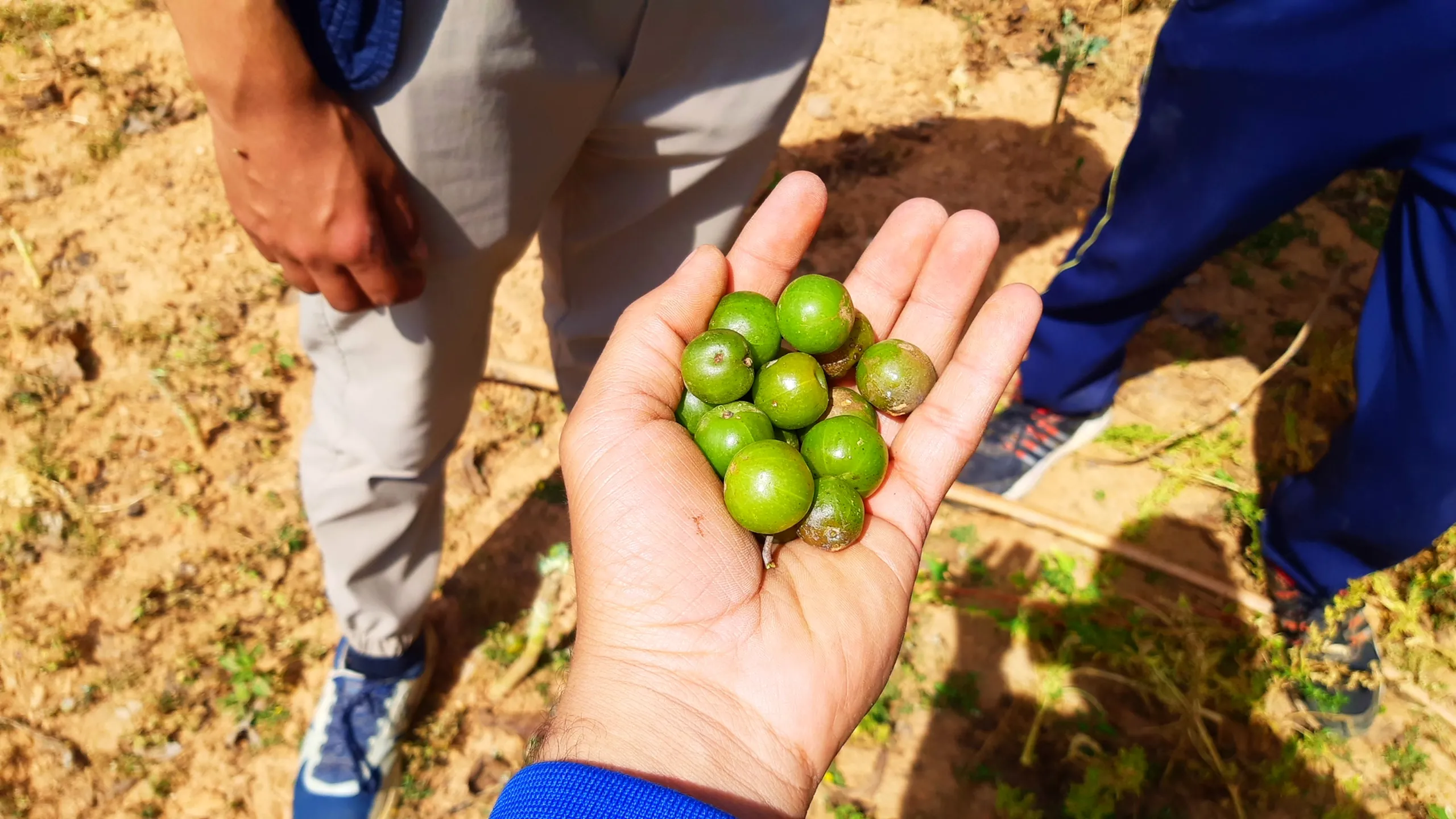 A close-up of an open palm holding six to eight small, round, uniformly green fruits - likely wild Lapsi (Nepali hog plum), jujube, or similar foraged wild fruit found along the trail. The fruits are small - each roughly the size of a large grape - smooth-skinned, vivid green, and tightly clustered in the palm. The hand is extended outward, presenting the find to the camera. The background shows dry reddish-brown earth, and in the upper portion of the frame, the lower legs and blue shoes of another person standing nearby are partially visible. The image is a small, delightful discovery - trail foraging, a wild handful of something edible found growing along the path.