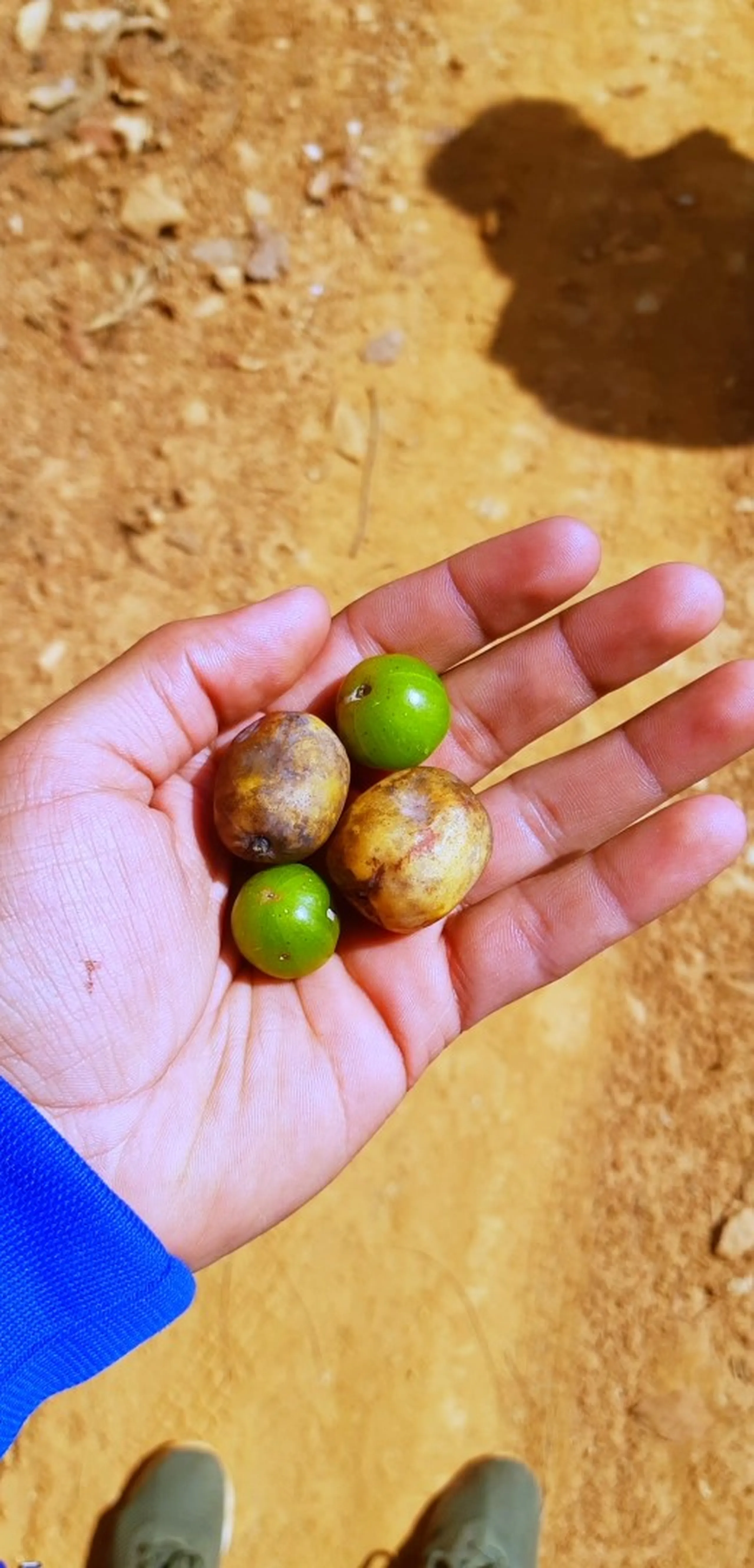 An even closer close-up portrait of a hand - wearing a bright blue jacket sleeve - cradling four small wild fruits resting in the open palm. The fruits reveal two distinct stages of ripeness side by side: two are bright, vivid green and firm-looking, while two are brown, mottled, and soft - ripe or overripe, their skin darkened and slightly wrinkled. The contrast between the green and brown fruits in the same palm makes for a visually striking natural still life. The background beneath the hand is reddish-brown dry earth, and a shadow falls across the ground. At the very bottom edge of the frame, the toe of a dark shoe is just visible.