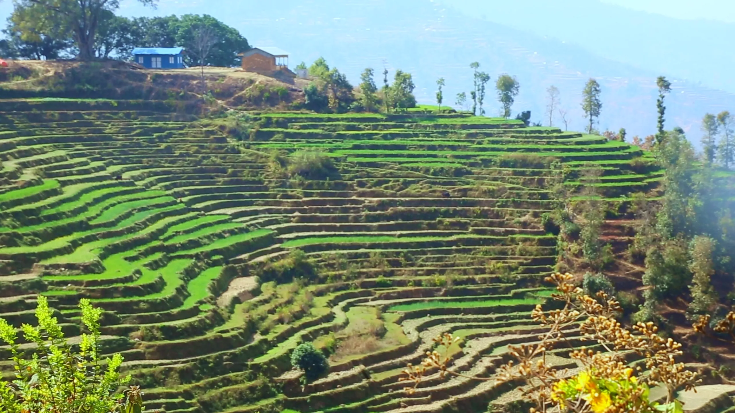 A breathtaking view of perfectly sculpted terraced agricultural fields carved into a steep hillside. The terraces are vivid, lush green - the crops at their peak, healthy and full - and they step down the hillside in graceful, flowing curved lines that follow the natural contour of the slope. The terracing is extensive, covering the entire visible hillside in a beautiful geometric patchwork. At the very top left of the hillside, a small building with a blue corrugated metal roof sits among trees. In the foreground below the terraces, sparse dry trees and shrubs provide contrast. Distant hazy mountains fill the background. The image is a testament to generations of agricultural skill and hard work reshaping a mountain into fields.