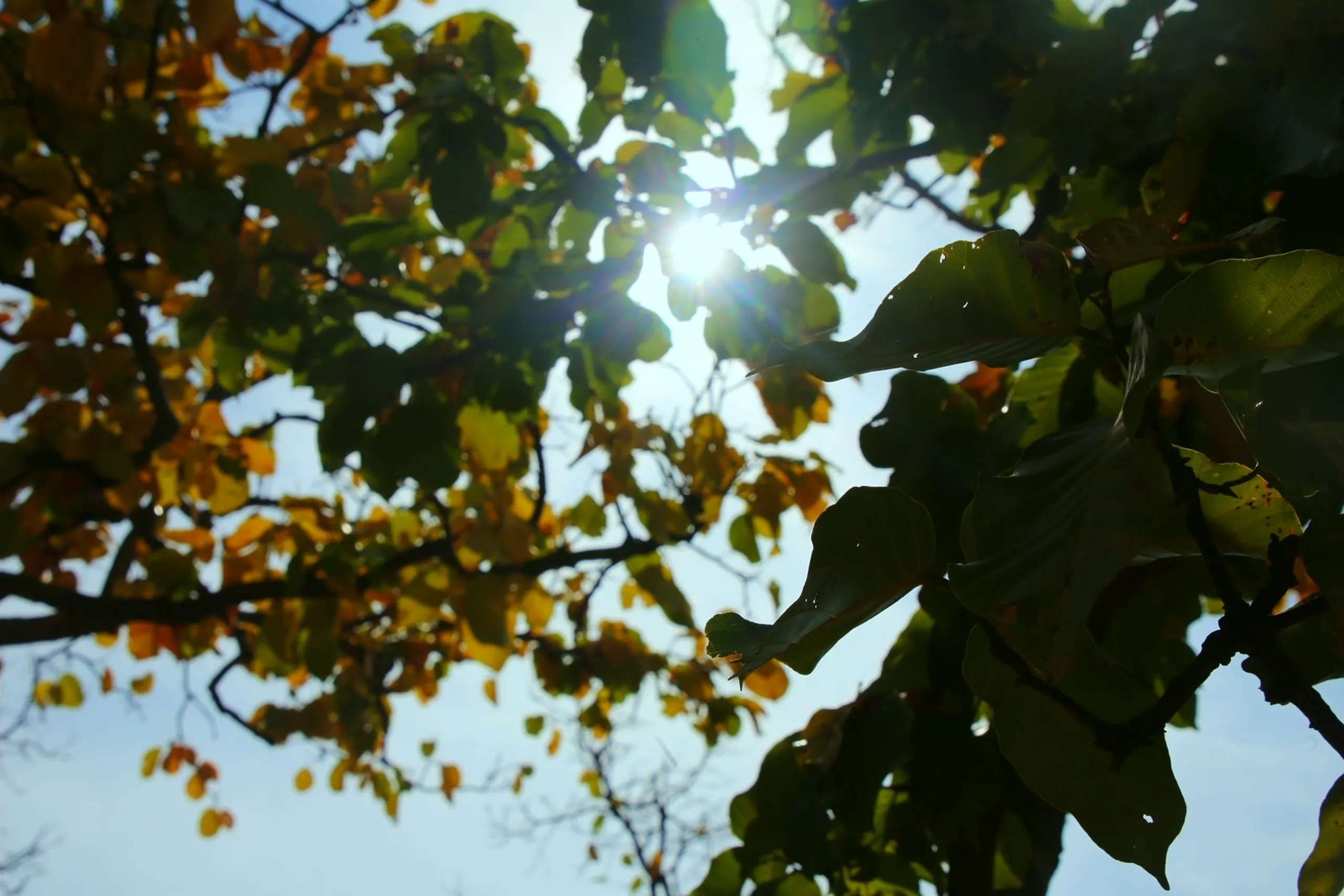 A beautiful, artistic upward-looking shot through the canopy of a tree. The branches of the tree spread across the entire frame in an organic tangle of dark lines. The leaves - in the warm, transitional tones of autumn - are a mix of golden yellow, orange, and deep green, backlit by the sky above. In the upper-center portion of the frame, the sun itself is just visible through a gap in the leaves, creating a brilliant starburst of light that floods the image with warmth and glow. The sky beyond the leaves is a soft pale blue-grey. The perspective - lying on the ground and looking straight up - makes the ordinary tree seem vast and cathedral-like. The image is meditative, beautiful, and full of light.
