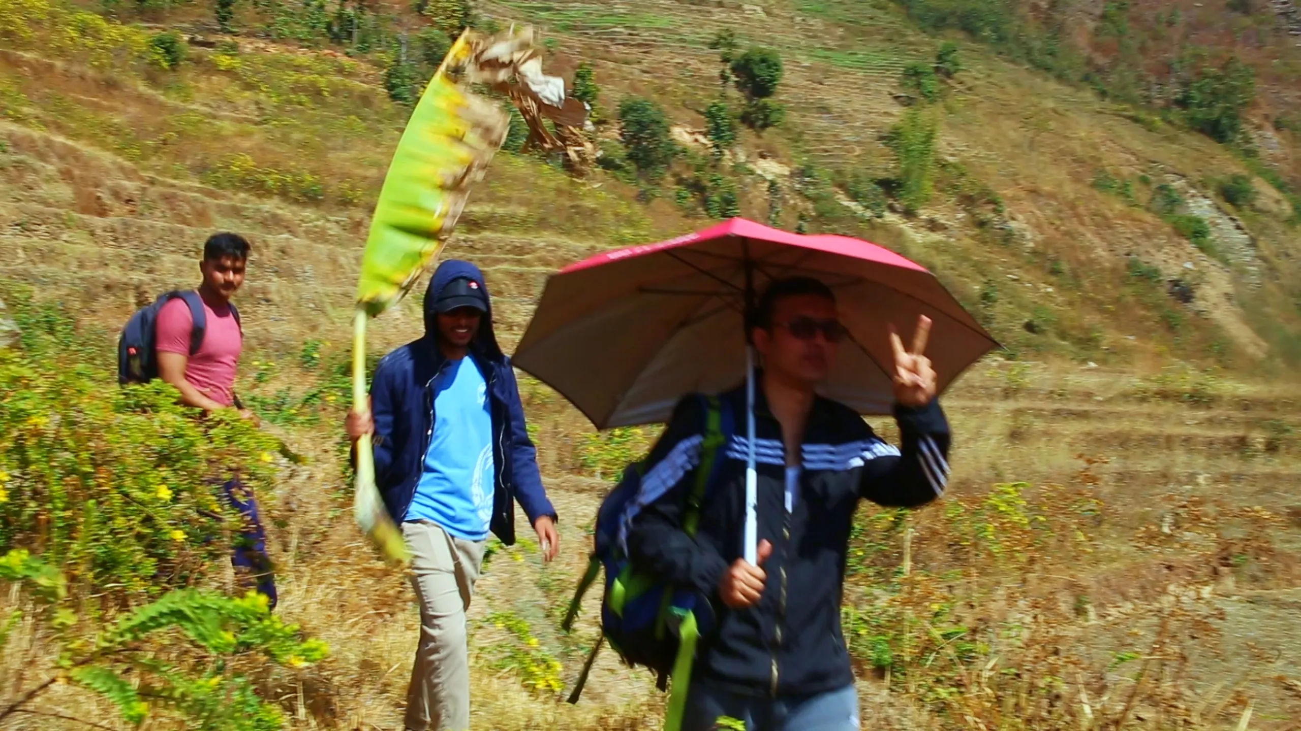 Three trekkers walk in a loose line along a hillside path with dry, golden terraced fields spreading across the slope behind them. The man in the center foreground carries the red umbrella and - with a grin - holds up a clear peace or victory sign (two fingers raised) directly at the camera. The man behind him carries the enormous green banana leaf over his shoulder, its vivid fresh green a striking contrast to the dry golden-brown hillside. A third person walks further back. The mood is relaxed and celebratory - the group is clearly comfortable now, walking with ease and humor, turning the descent back into the valley into its own small, joyful parade.
