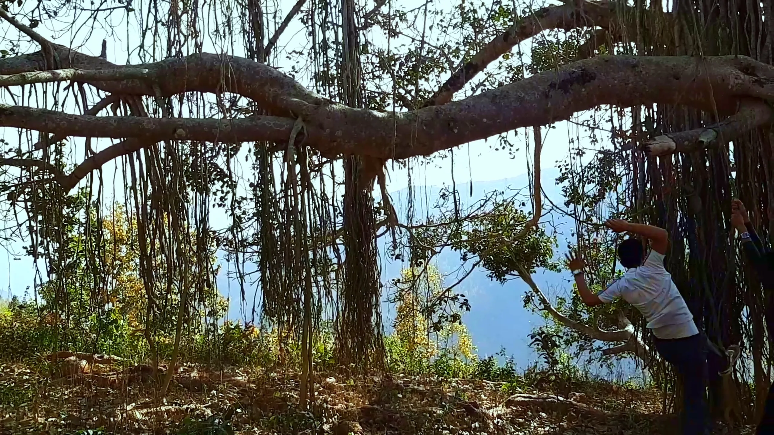 A person in a white shirt stands beneath a massive leaning banyan tree, gripping one of the long hanging aerial roots or a rope, as if about to swing or having just landed. The tree leans dramatically over what appears to be a large open body of water in the background. Green foliage and sunlight frame the moment. The scale of the tree relative to the person is striking.