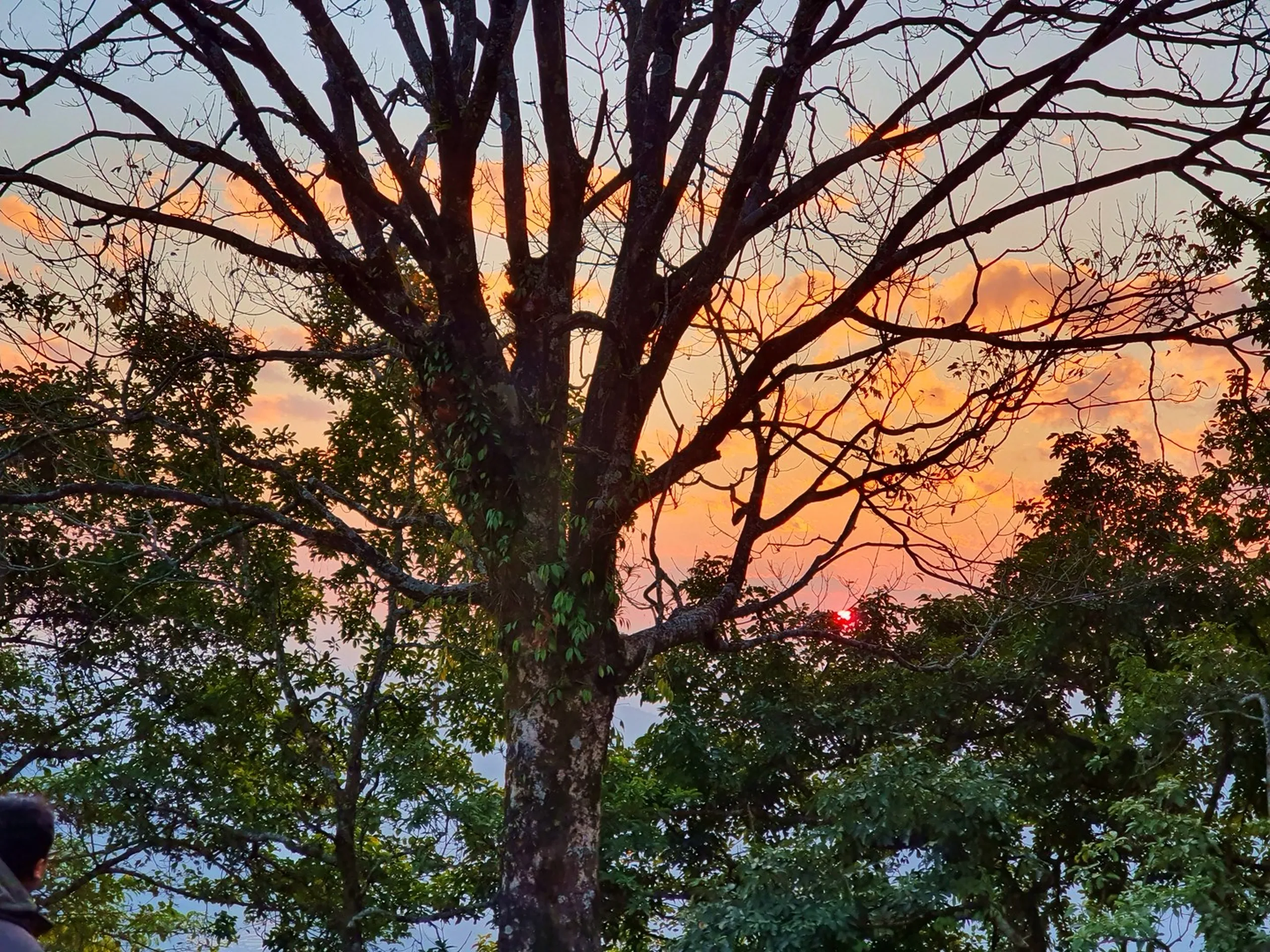 A dramatic and atmospheric sunset photograph taken from a forest viewpoint near Ghale Gaun, Lamjung District, Nepal, framed entirely by the dark silhouette of a large bare-branched tree occupying the center of the frame. The sky behind the tree blazes with an intense fiery palette of deep orange, crimson, and rose-pink clouds dramatically lit from below by the setting sun, whose tiny red disc is just barely visible peeking through the lower branches on the right side of the tree. Surrounding foliage of other trees creates a dark leafy border. A partial silhouette of a person's head is visible in the lower left corner, hinting at the group watching this spectacular mountain sunset together. Keywords: Nepal sunset silhouette tree, Ghale Gaun sunset photography, fiery orange sunset Nepal mountain, Annapurna region sunset landscape, Lamjung Nepal golden hour, dramatic sunset Nepal trekking, group watching sunset Nepal, Nepal travel photography sunset 2019, bare tree sunset silhouette Himalaya, Annapurna Conservation Area evening.