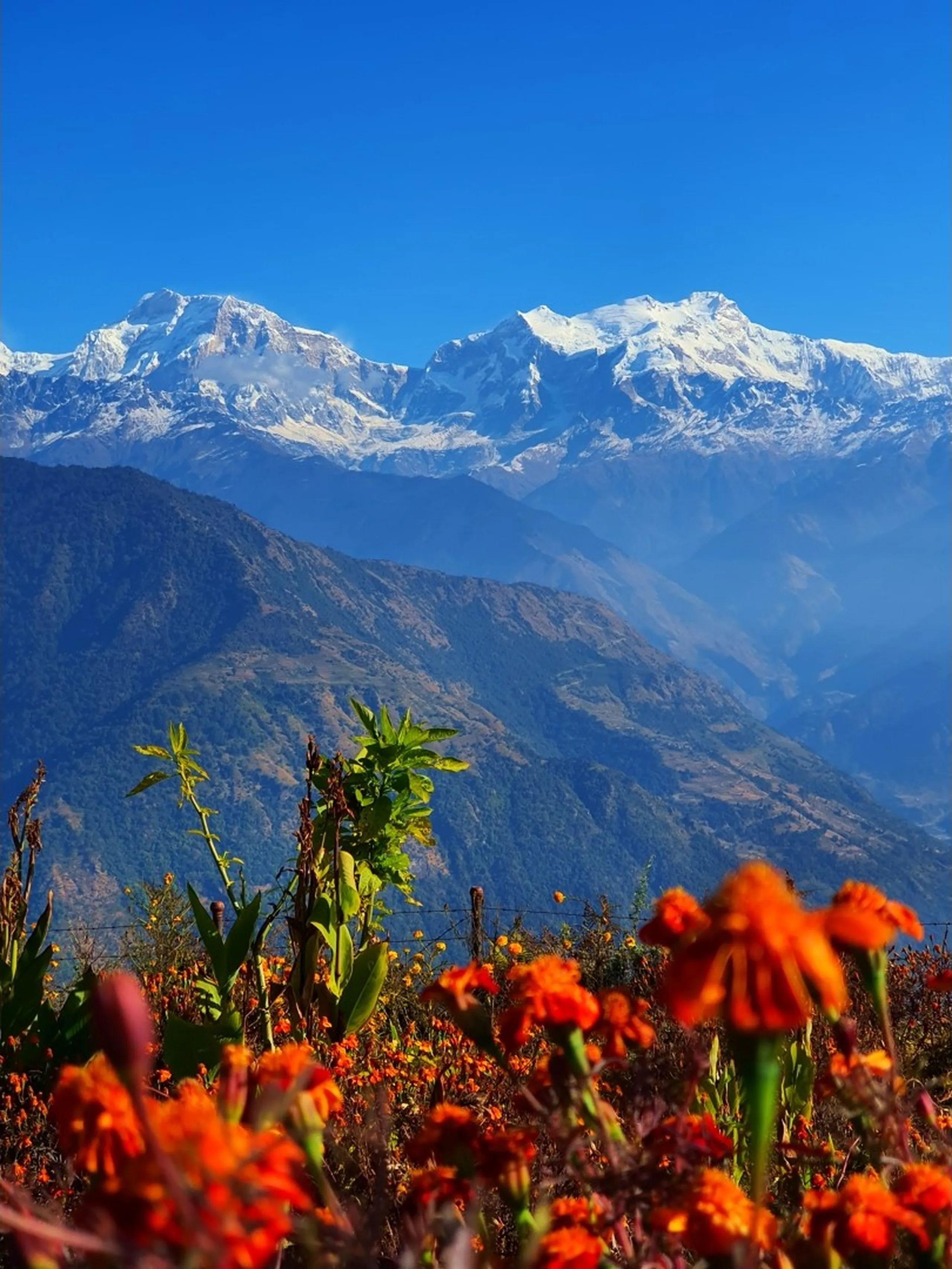 One of the most visually stunning landscape photographs of the Ghale Gaun trek - a perfectly composed nature photograph with vibrant orange marigold flowers (Tagetes) blooming in lush profusion in the sharp foreground, with a tall banana plant visible among them, creating a burst of warm color that contrasts beautifully with the cool blue and white Himalayan panorama in the background. The middle ground shows successive dark forested mountain ridges fading into atmospheric morning haze, and above them the full breadth of the snow-covered Annapurna Himalayan massif - including Annapurna II, Annapurna IV, and Lamjung Himal - gleams brilliant white under a cloudless deep blue sky with no clouds, occupying the entire upper background. The bokeh depth-of-field effect keeps the orange flowers sharp in the foreground while the mountains appear in crisp focus beyond. The image feels almost impossibly beautiful - like a painting. Keywords: marigold flowers Annapurna range Nepal, orange marigold Himalaya background, Ghale Gaun flower mountain view, Annapurna II Lamjung Himal Nepal, Nepal Himalayan flowers landscape photography, marigold Annapurna backdrop, Gurung village garden Ghale Gaun, Nepal flower mountain photography, Annapurna Conservation Area flora, Nepal trekking scenic photography 2019.