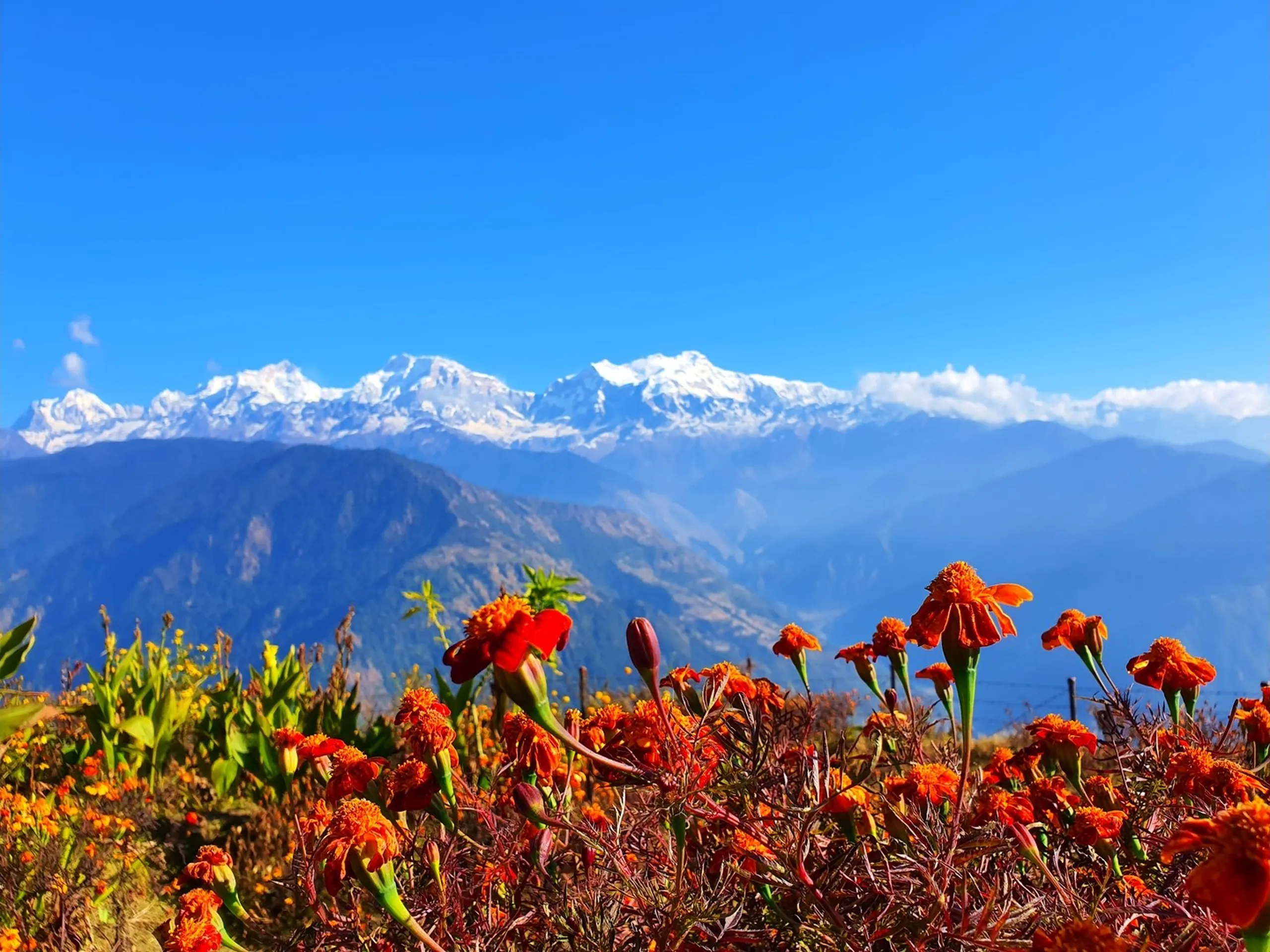 A wide landscape photograph similar to the previous, showcasing a dense field of orange and red marigold flowers (Tagetes erecta) in full bloom filling the entire lower foreground with vivid warm color - buds, open flowers, and spent flower heads all visible together in rich detail. Green leaf stems rise throughout the patch. Beyond the flower field, the mid-ground shows dark layered blue-green mountain ridges receding into haze, and above them the complete panoramic snowscape of the Annapurna Himalayan range - a broad arc of jagged white glaciated peaks including Annapurna II, Annapurna IV, Annapurna III and surrounding subsidiary peaks - shining brilliantly against a saturated deep blue winter sky with a small cloud formation on the right side. The valley of Besisahar and Lamjung below is faintly visible as a lighter haze in the lower right distance. The combination of foreground marigold flowers and distant Himalayan peaks creates an extraordinary landscape composition. Keywords: marigold field Annapurna Himalaya Nepal, orange flower Himalayan mountain Nepal, Ghale Gaun marigold panorama, Annapurna range Nepal flower landscape, Nepal mountain marigold photography, Annapurna Conservation Area December flowers, Gurung village marigold Nepal, Nepal trekking landscape photography, Lamjung District Nepal mountain flowers, Annapurna massif marigold foreground 2019.