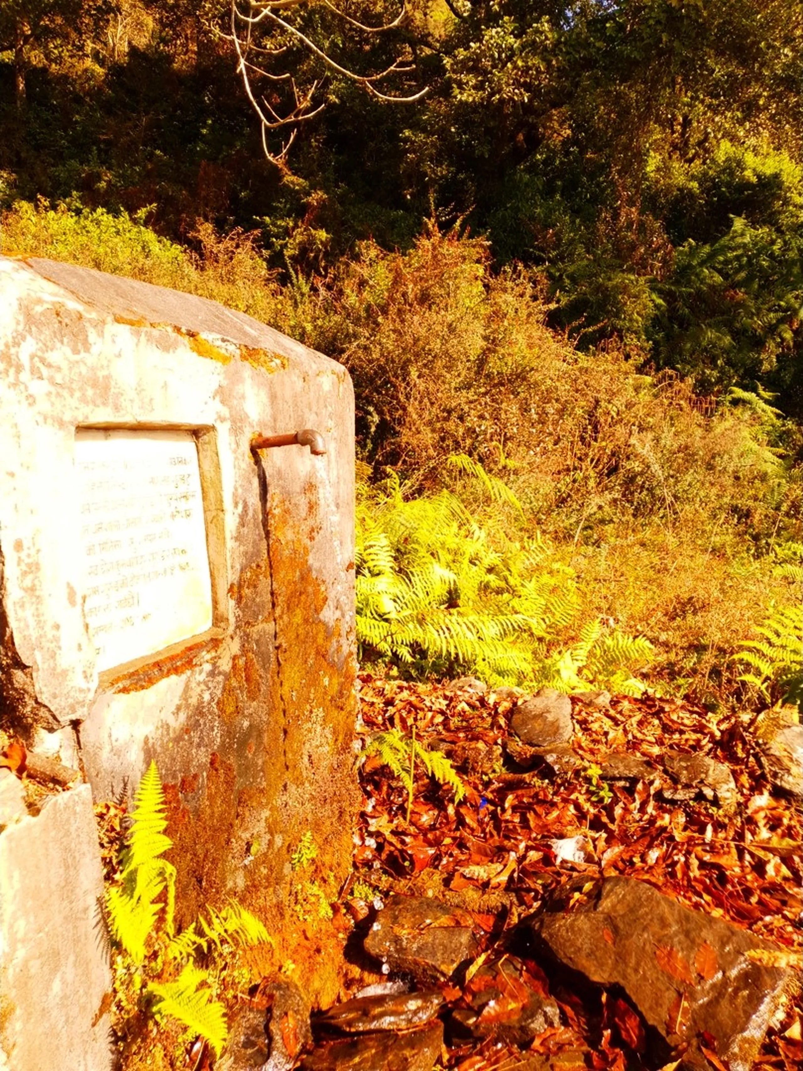 A weathered, moss-covered stone water spout monument stands along the forested trekking trail of Ghale Gaun, Lamjung, Nepal, bathed in warm golden late-afternoon sunlight filtering through dense canopy. The old stone structure bears an engraved Nepali inscribed stone plaque, partially obscured by lichen and age-weathering, with a small rusted metal pipe tap attached to its side - a traditional Nepali trail-side dhara (water source). The ground around it is blanketed in deep amber and rust-colored fallen leaves, scattered rocks, and glowing bright yellow-green ferns illuminated by the golden hour light. Dense mixed forest foliage of varying yellows, greens, and deep forest brown fills the background in rich autumnal tones - Ghale Gaun trail waterpoint Nepal, traditional stone dhara Nepal, Annapurna Conservation Area forest trail, Lamjung trekking trail landmarks, Nepal heritage trail, winter trekking forest Nepal, hidden trail gems Annapurna region.