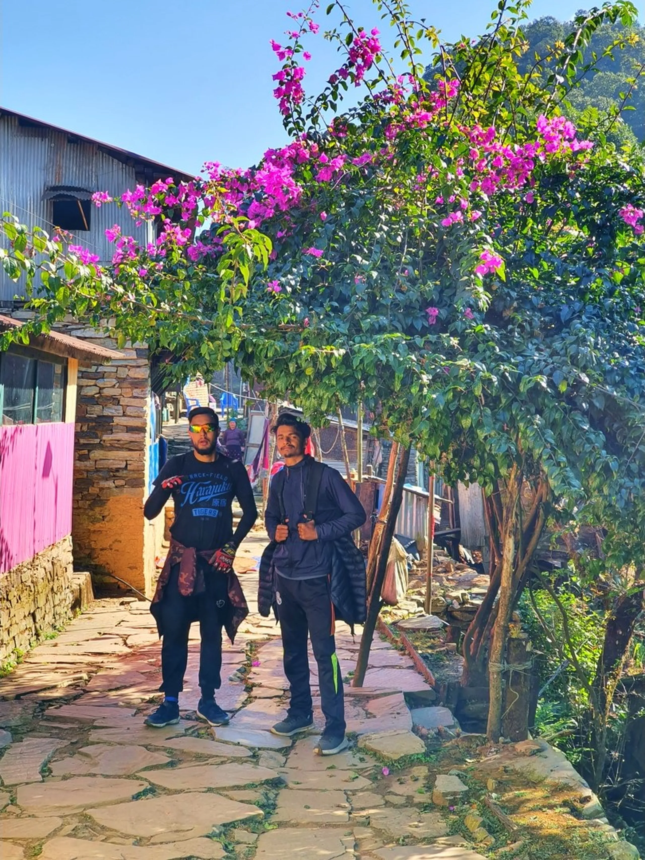 Two male trekkers pose together on a stone-paved village walkway in Ghale Gaun, Lamjung, Nepal, framed beneath a breathtaking archway of overhanging bougainvillea trees in brilliant hot-pink full bloom. The man on the left wears a navy blue 'Track-Field Harajuku' graphic T-shirt with iridescent sunglasses and trekking gloves, a maroon jacket tied at the waist. The man on the right wears a gray jacket and dark trousers, smiling warmly at the camera. The vibrant magenta-pink flowers of the bougainvillea canopy cover almost the entire upper frame, contrasting against the crisp blue Himalayan winter sky. Stone walls, traditional village buildings with corrugated metal and tin roofs, and a pink-painted structure line the lane behind them. Early morning golden sunlight illuminates the scene - Ghale Gaun Nepal village bougainvillea trek, Nepal mountain village flower tunnel, Annapurna Conservation Area community trekking, Lamjung Gurung village street, Nepal travel photography winter, friends trekking Nepal 2019, blooming Nepal village trail.