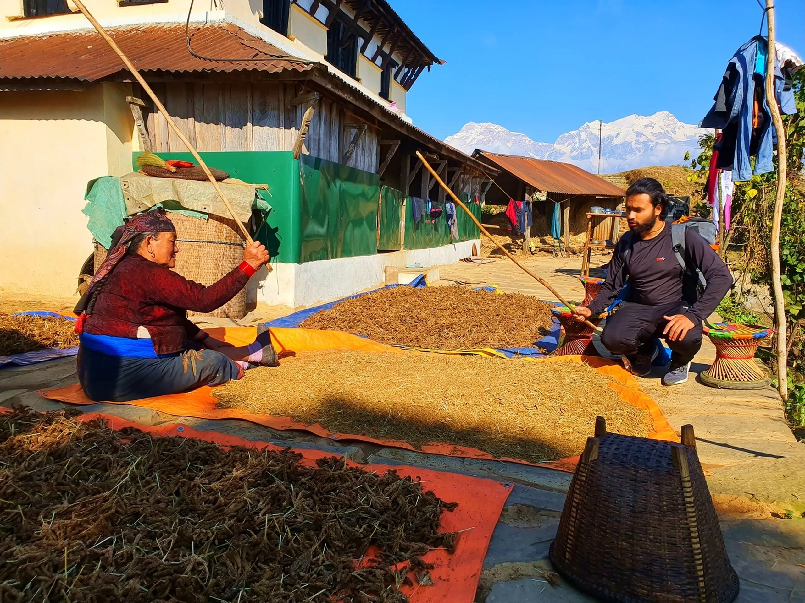 A candid cultural interaction scene captured at a Gurung village homestead in Ghale Gaun, Lamjung, Nepal. A local elderly Gurung woman dressed in a deep burgundy-red traditional blouse, printed skirt, red glass bangles, and a traditional head cloth sits cross-legged on an orange tarpaulin spread on the open stone courtyard. She uses a long wooden threshing stick to beat and separate dried grains and herbs - likely millet or dried medicinal herbs - spread across multiple separate piles on the tarp. Opposite her, a young male trekker in a black long-sleeve athletic shirt crouches down, engaged in the same threshing activity with his own stick, participating warmly in the local tradition. A traditional woven bamboo basket (doko/nanglo) sits in the foreground. Behind them, a stone-and-plaster house with a corrugated tin roof is painted green, with multiple piles of organic crop material visible. Crucially, in the far upper right background, the brilliant white snow-capped summit of the Annapurna Mountain range is clearly visible against the blue sky - Ghale Gaun Gurung culture Nepal, traditional grain threshing Nepal village, Gurung woman traditional dress Nepal, Annapurna range backdrop Nepal village, cultural immersion trekking Nepal, Lamjung village life Nepal, local community interaction Nepal trek, authentic Nepal rural experience, Gurung village homestay Nepal.