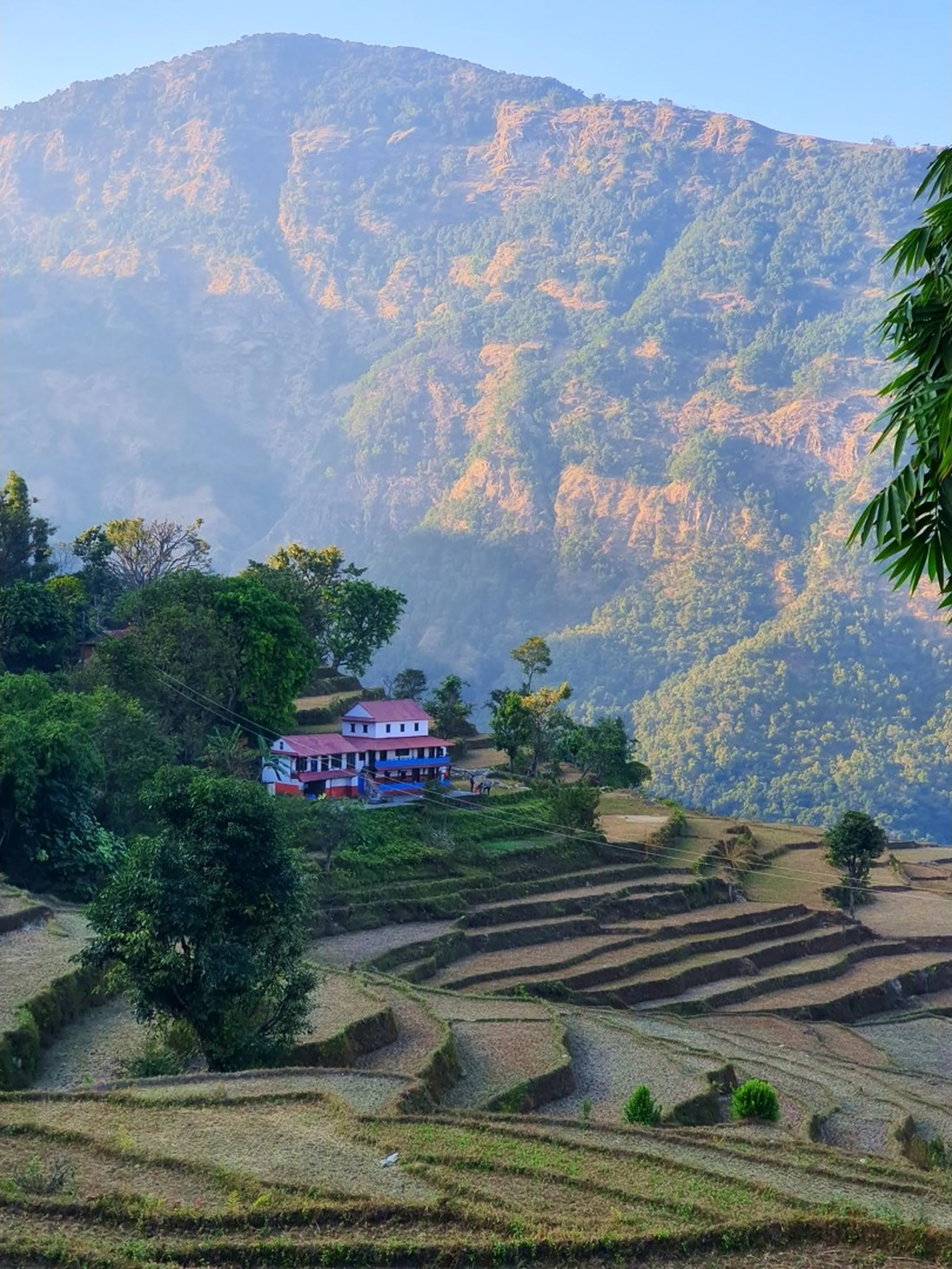 A serene and atmospheric landscape photograph of a lone traditional Nepali school or community building with a vivid red-painted roof and blue-and-white painted walls, nestled picturesquely among green trees on a gentle hill, surrounded by meticulously terraced green and golden agricultural fields descending in smooth curved steps to the valley below. The scene is bathed in the warm soft glow of early morning golden hour light, with thin wisps of morning mist and low cloud drifting across the upper mountain ridgeline behind, which rises steeply into rocky golden-ochre cliffs. Tall bamboo fronds frame the right edge of the frame. The combination of terraced farmland geometry, misty atmosphere, traditional mountain architecture, and forested hillside creates an idyllic, quintessential Nepal village landscape - Nepal mountain school terraced field, Ghale Gaun landscape Nepal, Lamjung village morning mist, Annapurna foothills village Nepal, Nepal terraced agriculture landscape, traditional Nepal village architecture, misty mountain village Nepal, Nepal rural travel photography, Gurung village Lamjung panorama.