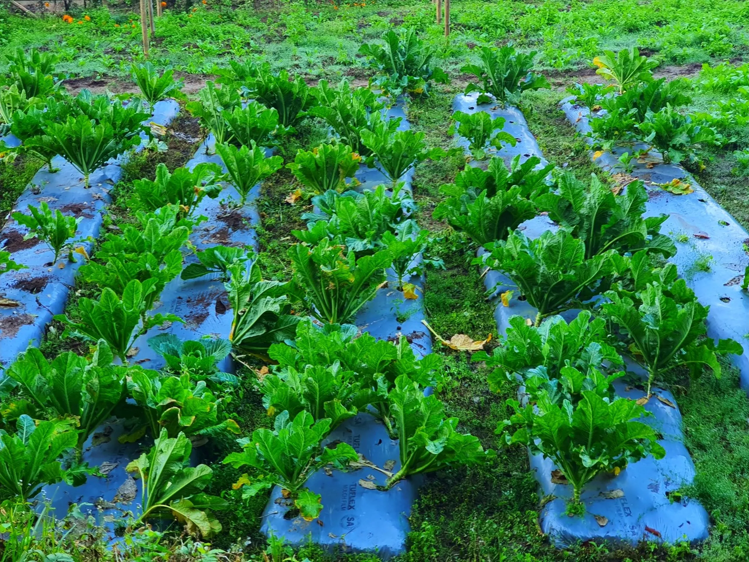 A close-up overhead photograph of lush, vibrant green leafy vegetable plants - likely radish (mula) or turnip greens - growing in neat organized rows in a Gurung village kitchen garden or organic farm in Ghale Gaun, Lamjung, Nepal. The plants are arranged through blue plastic mulch sheeting laid in parallel strips across raised planting beds, each sheet pierced with planting holes from which the leafy plants sprout abundantly. The wide, dark green leaves display healthy growth with some older leaves yellowing at the base. The surrounding ground between beds is covered in moist green grass and moss, with a few orange marigold flower plants visible at the very top edge of the frame - suggesting proximity to the marigold-bordered Ghale Park garden area. Water droplets glisten on the blue mulch after morning moisture - Nepal organic vegetable farming, Gurung village kitchen garden Nepal, Ghale Gaun agriculture, Annapurna Conservation Area sustainable farming, Nepal mountain organic farm, Lamjung district vegetable garden, radish greens Nepal village, traditional Nepal farming community, agro-tourism Nepal trekking.