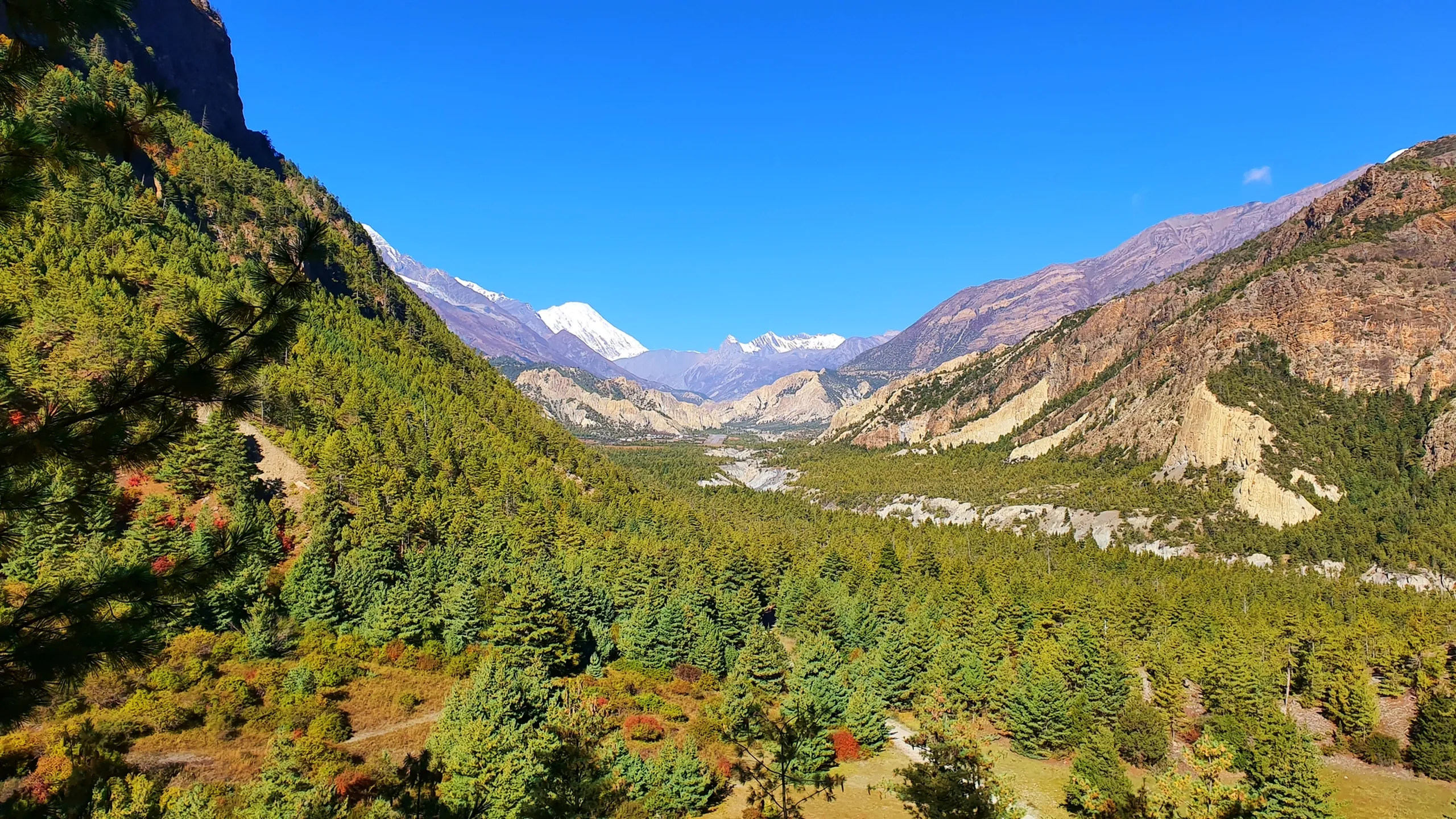 Wide-angle landscape panorama of the Marsyangdi river valley on the Annapurna Circuit, Nepal, showing a dense carpet of green pine trees flanked by towering dry ochre cliffs and eroded badlands on the right, with brilliant white Annapurna snowfields framed perfectly at the far end of the valley under a deep blue sky - Annapurna Circuit valley view Nepal, Marsyangdi river valley Manang, best Himalayan landscape photography