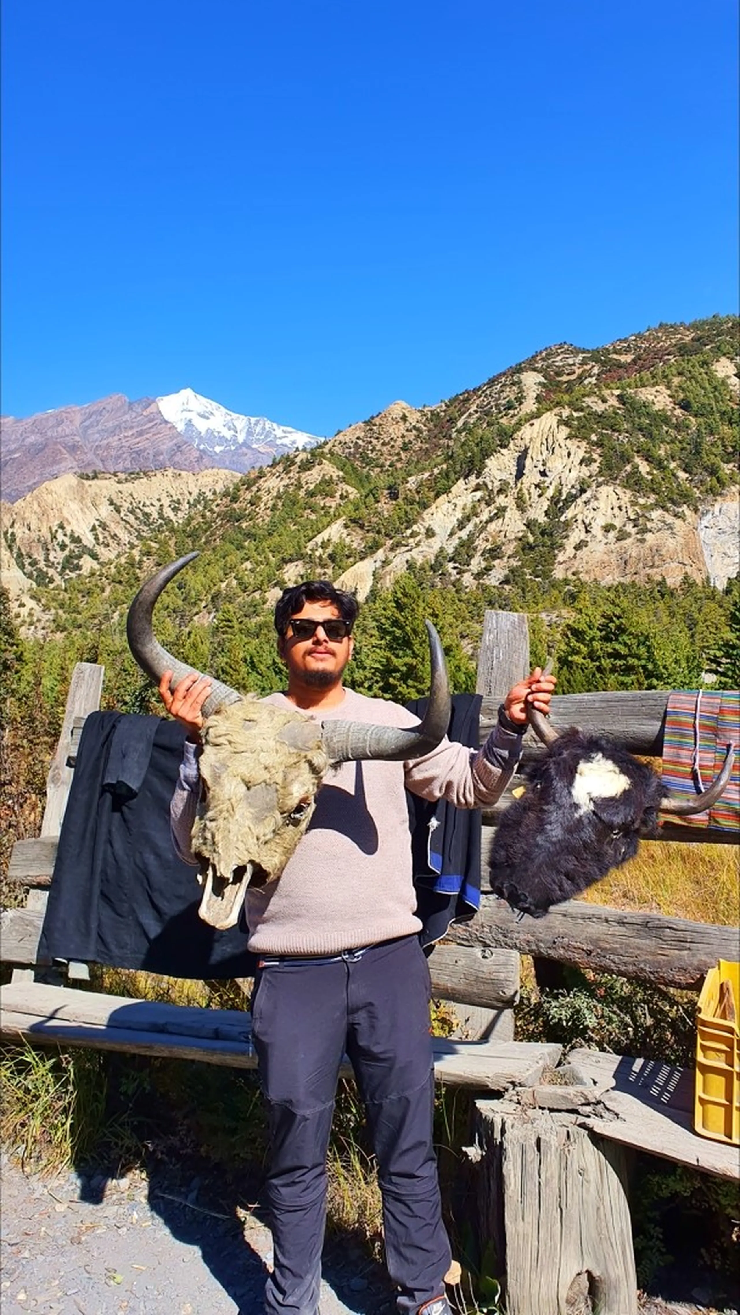 Male trekker in a beige sweater and black sunglasses standing outdoors against a wooden fence in Manang Nepal, boldly holding up a large yak skull with curved horns in one hand and a fluffy yak head mounted piece in the other, with semi-arid Himalayan mountains and a glimpse of snow-capped Annapurna peak visible behind him under clear blue sky - yak skull Manang Nepal souvenir, Annapurna Circuit quirky travel moments, high altitude trek fun