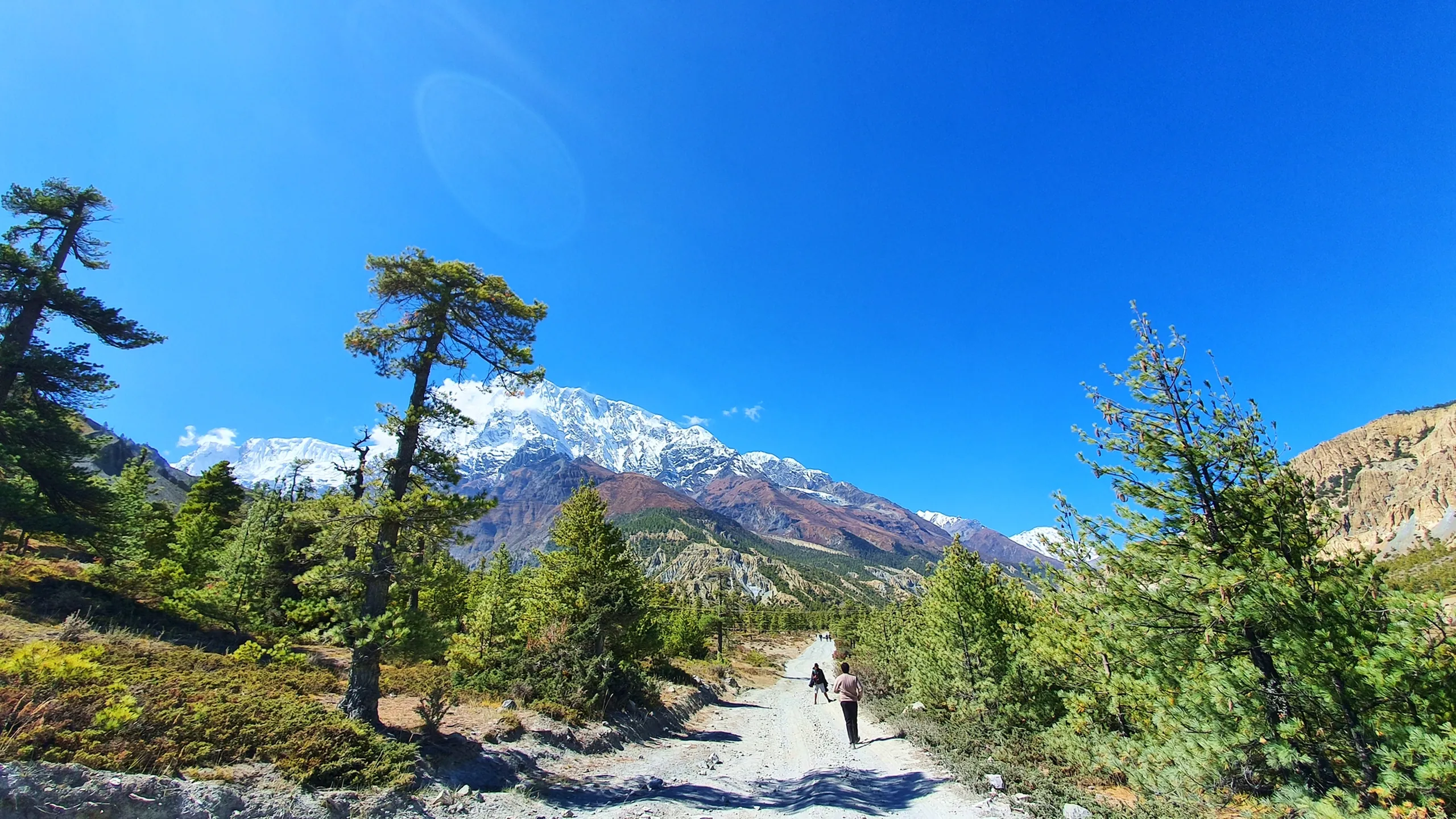 Serene wide-angle landscape of the Annapurna Circuit trekking trail near Manang Nepal, a dusty gravel path winding through scattered pine trees with two small trekker silhouettes walking into the distance, Annapurna II and the surrounding snowfields blazing white in the background, an enormous clear blue sky above - Annapurna Circuit trekking trail Nepal, Manang pine forest path, best hiking trail Nepal Himalaya