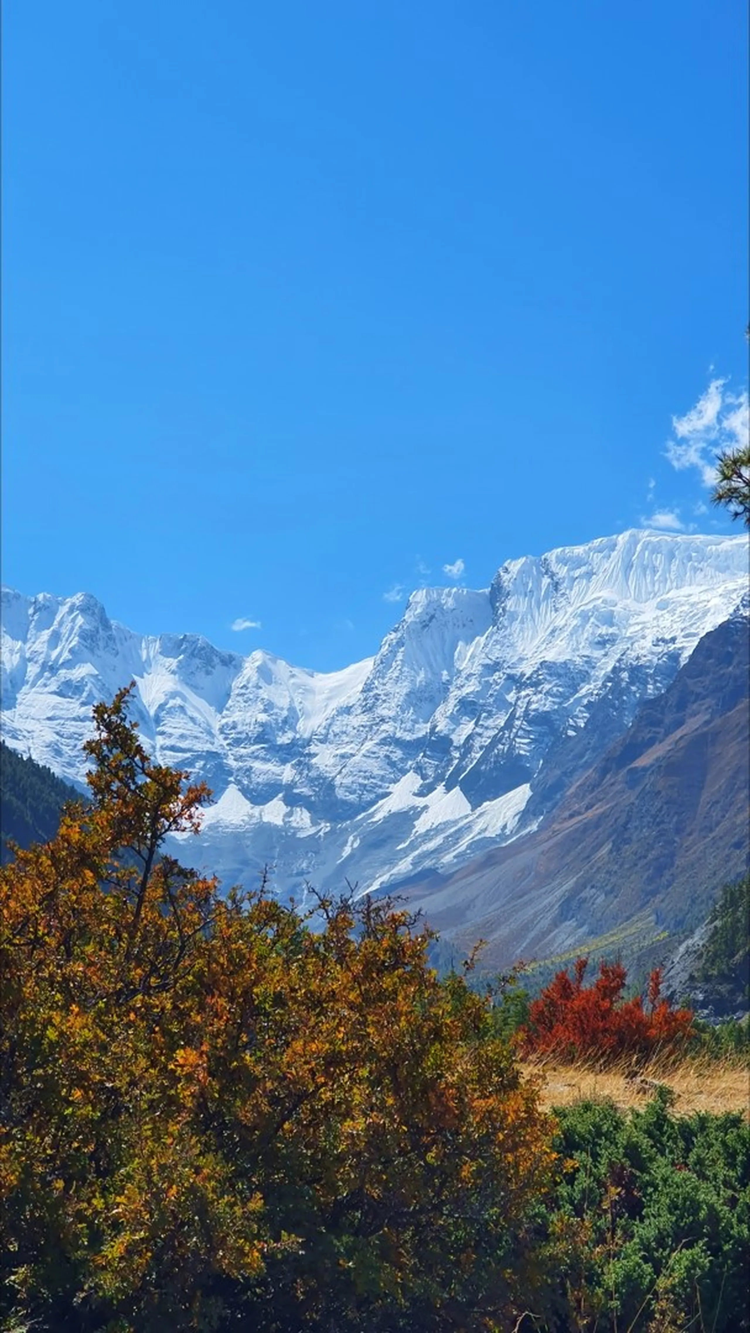 Vivid vertical landscape of Annapurna snowfields and glaciers in Manang Nepal framed dramatically by vibrant autumn foliage in the foreground - orange, red and yellow-leafed shrubs and trees in full fall colour at the bottom, the massive white snow-covered Annapurna glacier face filling the upper half of the frame against a clear blue sky - Annapurna autumn colours Nepal, fall foliage Himalaya, Manang October trekking season