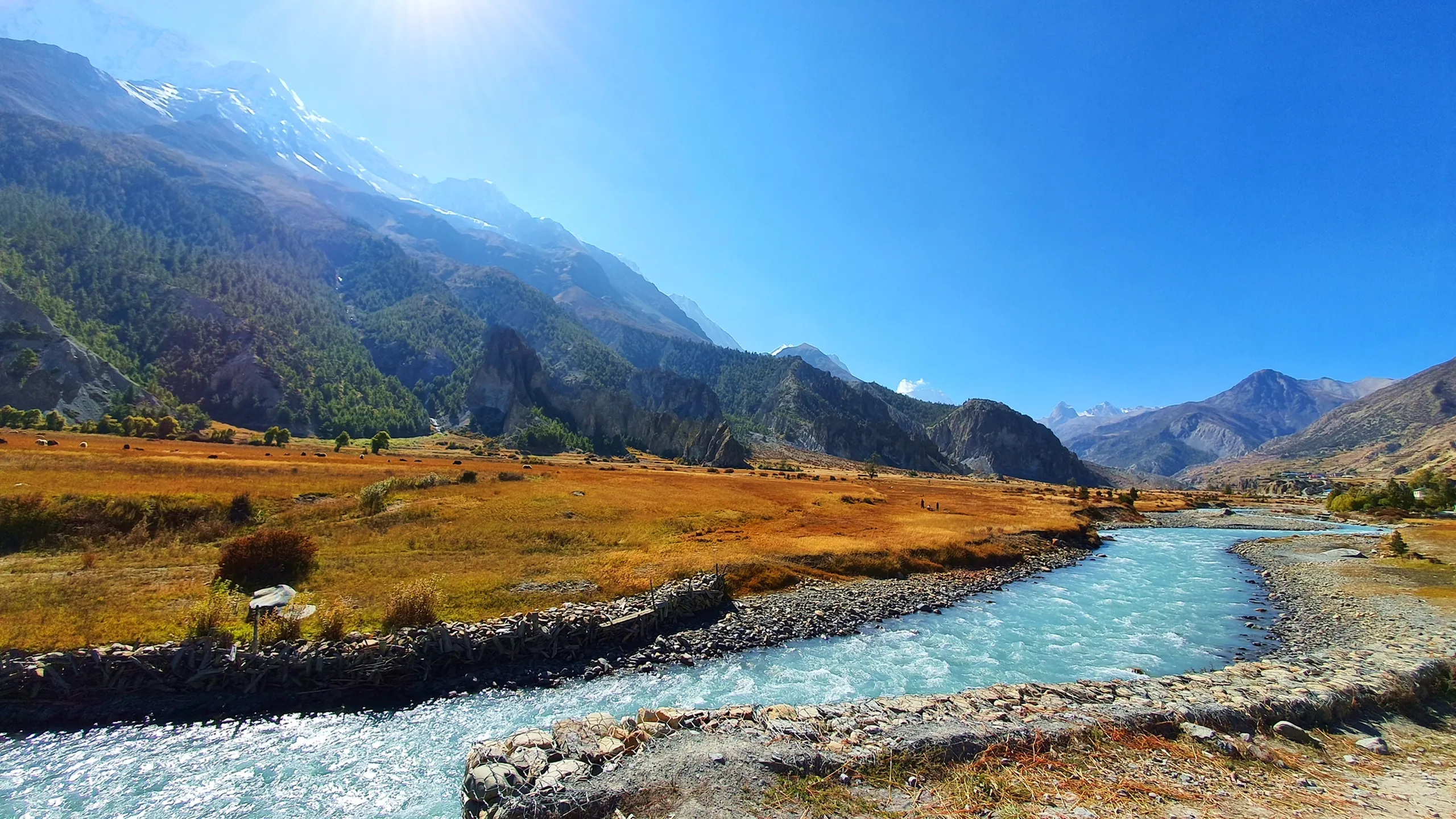 Wide-angle landscape of the Marsyangdi River in Manang Nepal, a bright turquoise glacial stream rushing swiftly over rounded stones in the foreground, its banks lined with stone retaining walls and dry golden grassland, a lone white umbrella beside a small teahouse, sweeping forest-covered Himalayan slopes with the Annapurna range gleaming behind under hazy bright sunshine - Marsyangdi River Manang Nepal, Annapurna Circuit river landscape, best glacier river Nepal trek