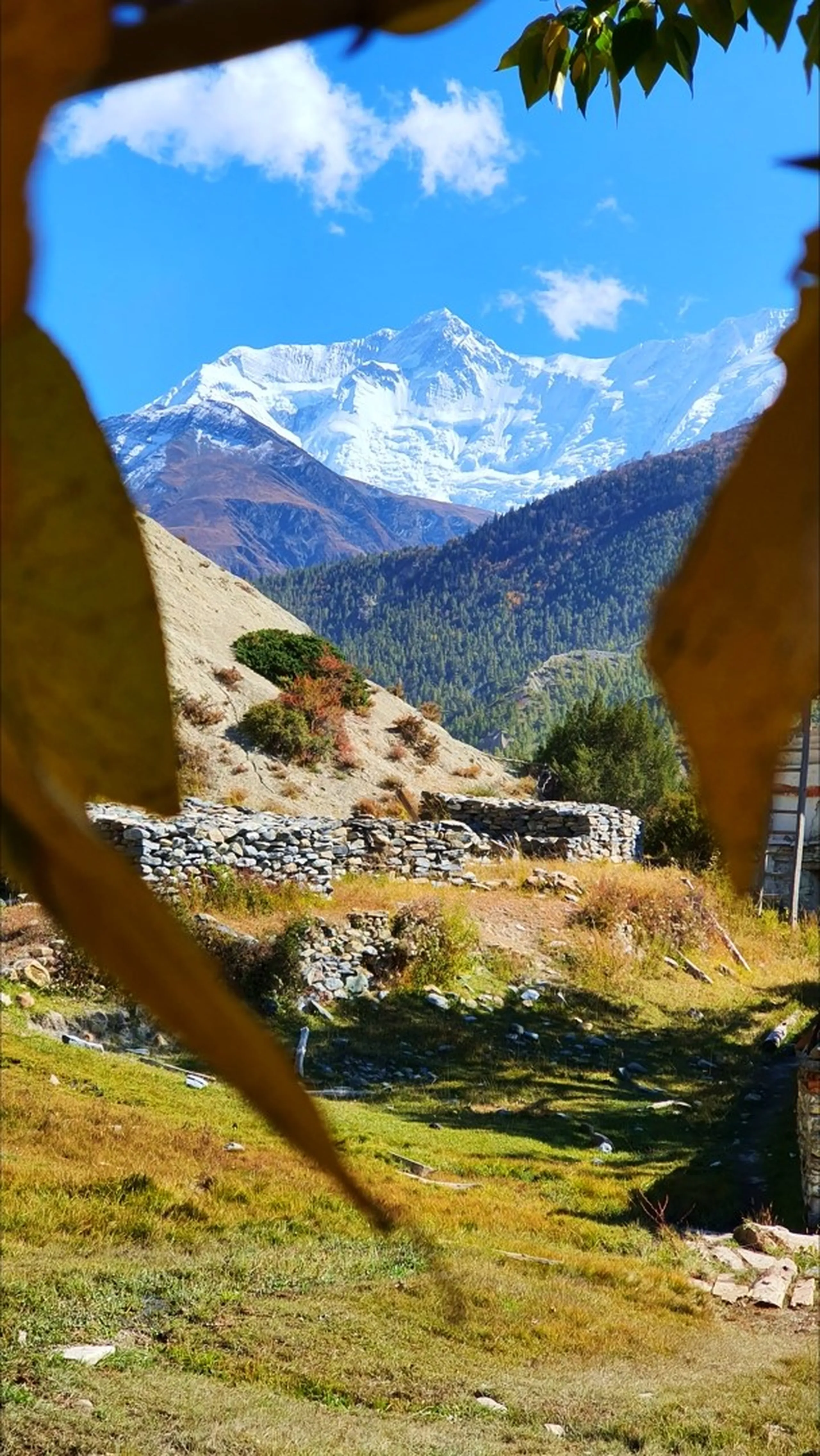 Artistic nature-frame photograph of the snow-capped Annapurna peak shot through a natural gap between two large golden autumn leaves hanging in the foreground, a traditional stone wall, green shrubs and pine-covered valley visible in the middle ground, the peak rising brilliantly white against a blue and white sky - Annapurna framed by autumn leaves Nepal, creative Himalayan photography, Manang Nepal autumn