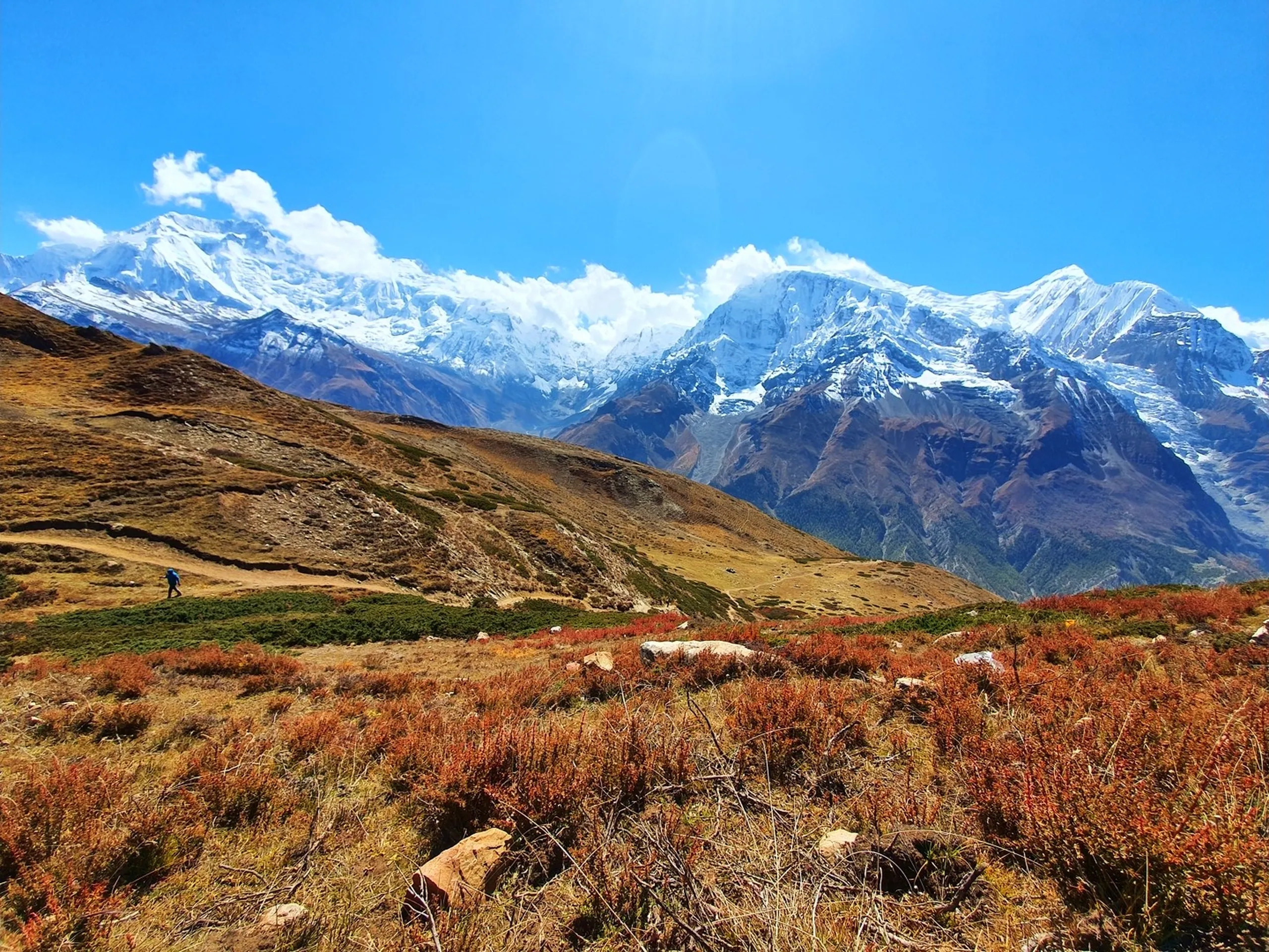 Sweeping wide-angle autumn landscape of the Ice Lake trail above Manang Nepal, a vast carpet of deep rust-red and amber alpine shrubs covering the rolling hillsides in the foreground, a tiny lone trekker in a blue jacket visible on the trail, and three massive snow-capped Himalayan peaks - Annapurna II, Gangapurna, and a third peak - rising above the valley under a bright blue sky with scattered white clouds - Ice Lake Manang autumn Nepal, Annapurna Circuit autumn trekking, best autumn trek Nepal Himalaya