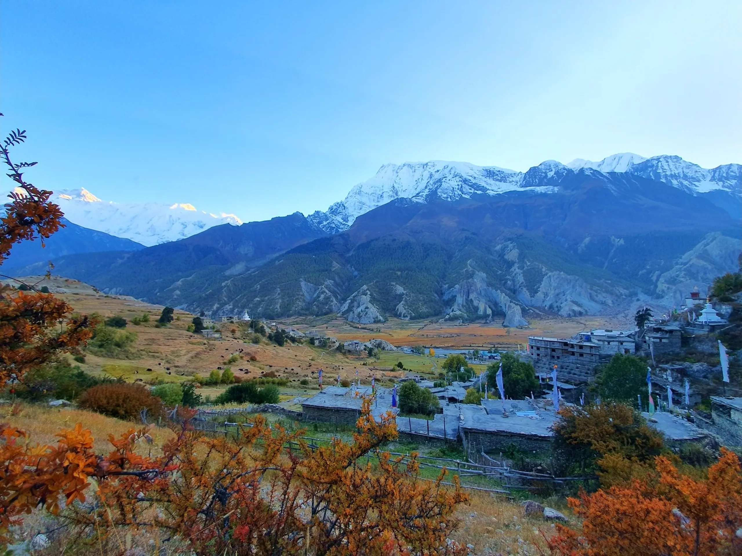 Breathtaking golden hour panoramic view of Manang village valley Nepal at dusk with snow-capped Annapurna and Gangapurna Himalayan peaks glowing orange in first morning light traditional Tibetan-influenced stone houses stupas Buddhist prayer flags red and orange autumn foliage trees in foreground Annapurna Circuit trek Nepal scenic village mountain landscape photography