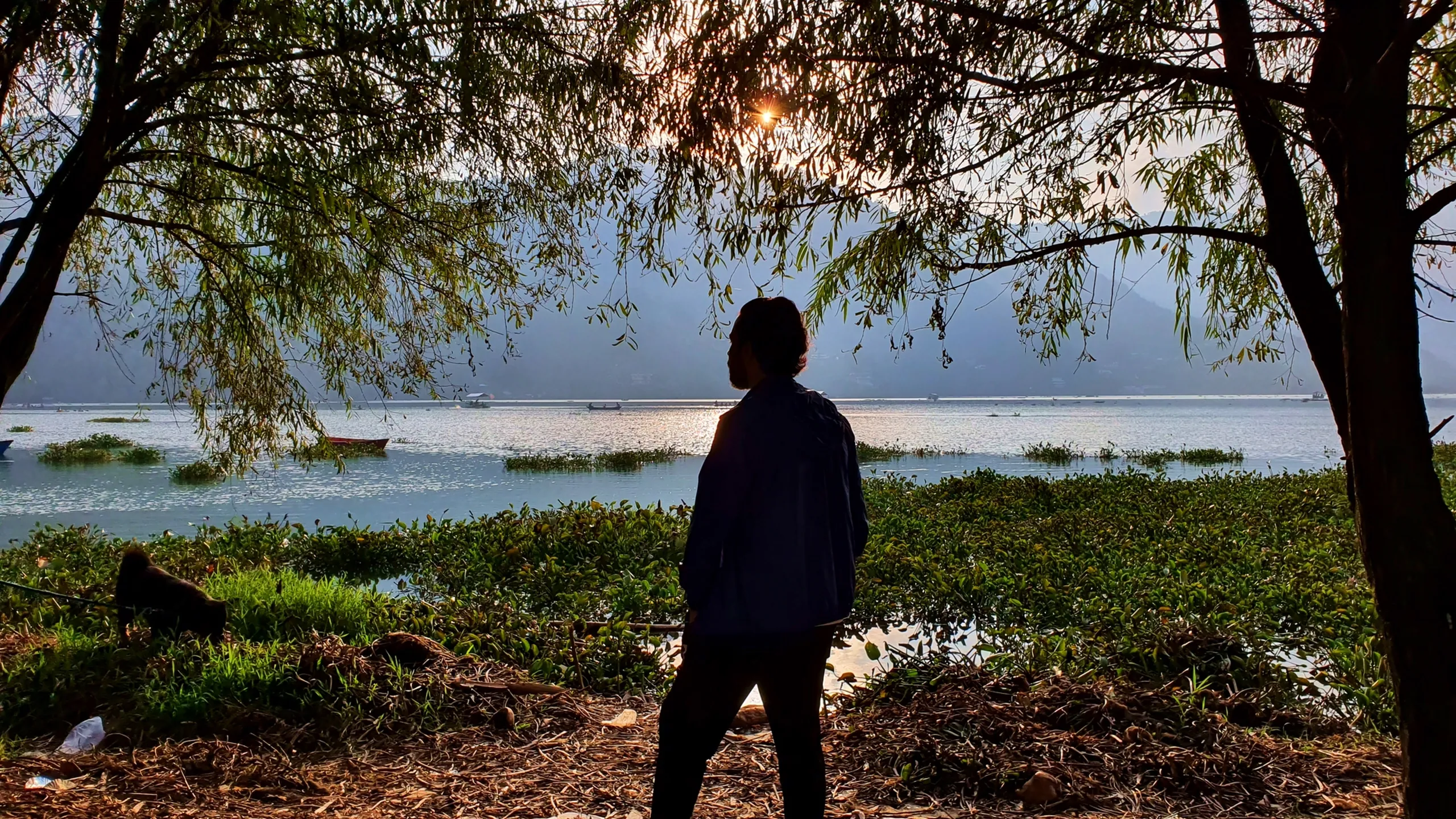 Moody atmospheric silhouette photograph of a lone male traveler with long hair standing between two large trees at Phewa Lake Pokhara Nepal at golden hour sunset sunlight filtering through overhanging willow tree branches sparkling on calm lake water lush green aquatic plants floating boat visible misty Himalayan foothills in distance monkey visible foraging on ground Pokhara Nepal contemplative travel photography