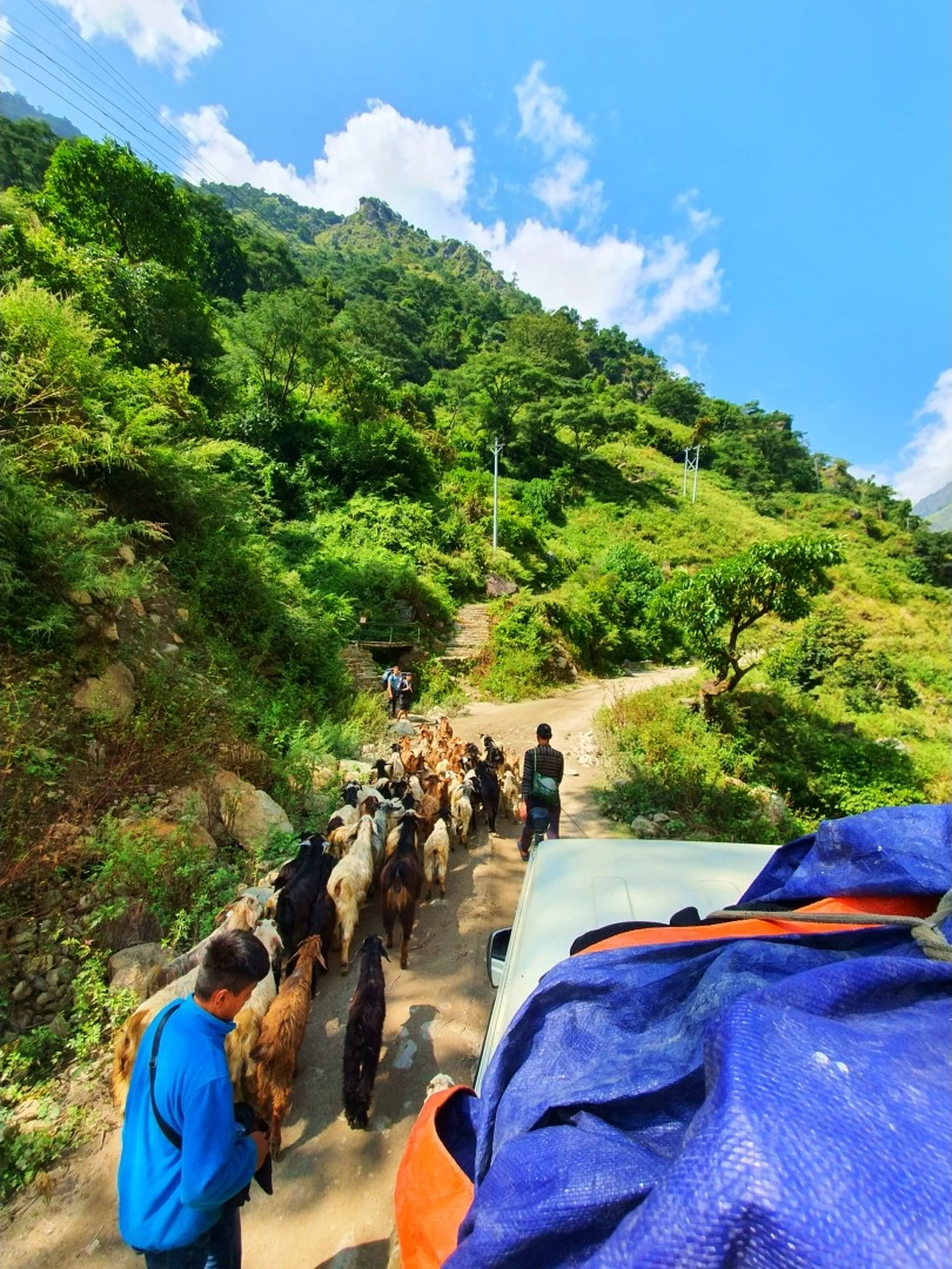 A view from atop a vehicle roof rack looking ahead down a narrow Himalayan mountain trail in Nepal - a large herd of goats and sheep filling the entire dirt path ahead, being herded by a man in a blue jacket, completely blocking the track - trekking bags in orange and blue visible in the foreground on the roof - terraced green mountain slopes dotted with trees and utility poles climbing steeply on both sides under a brilliant blue sky - a charming and humorous Nepal mountain road encounter on the way to Manang, Annapurna Circuit, showcasing authentic rural Himalayan life