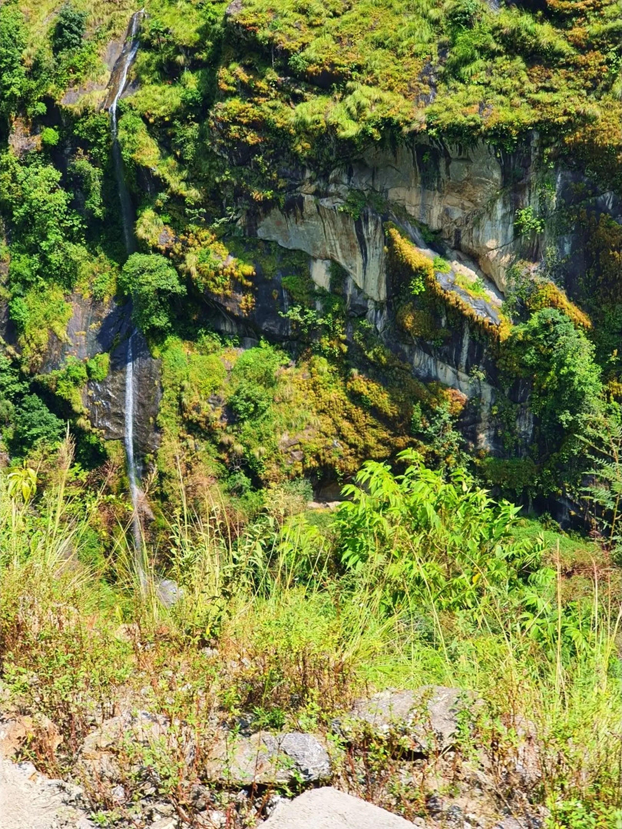 A dramatic landscape photograph of a tall, thin waterfall streaming down a towering vertical cliff face in Nepal - the sheer rock wall is layered with rust, grey, and black stone and draped in thick green and amber mossy vegetation and shrubs - a second thin cascade falls further left while wild grasses, bamboo, and shrubs grow in the foreground - shot in bright midday sunlight creating rich contrasts between the dry rock and the lush vegetation - a hidden natural waterfall along the Annapurna Circuit jeep track between Besisahar and Manang, Nepal, perfect for Nepal nature photography and hidden waterfall blog content