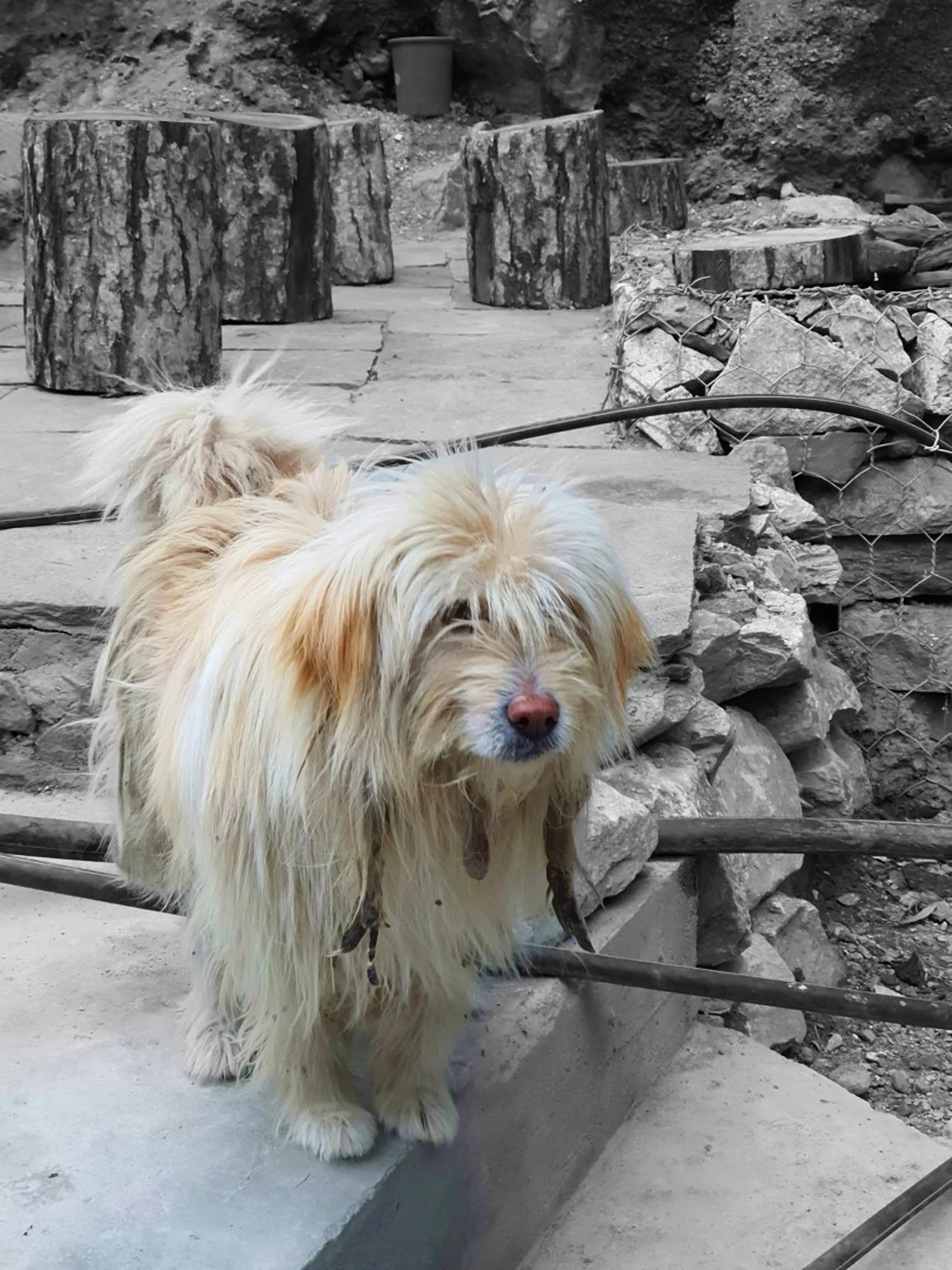 A selective-color portrait of a small fluffy long-haired dog - golden-cream and white in color - standing on a stone step at a trekking teahouse in Manang, Nepal, looking directly at the camera with a curious expression and wind-ruffled fur - the entire background is desaturated to greyscale, including wooden log stump seats, rock retaining walls, and a dusty courtyard - only the dog retains warm color - a charming and endearing Nepal Himalayan trail dog photograph, the kind of friendly local companion often encountered at teahouses on the Annapurna Circuit, perfect for Nepal trekking lifestyle and culture blog content