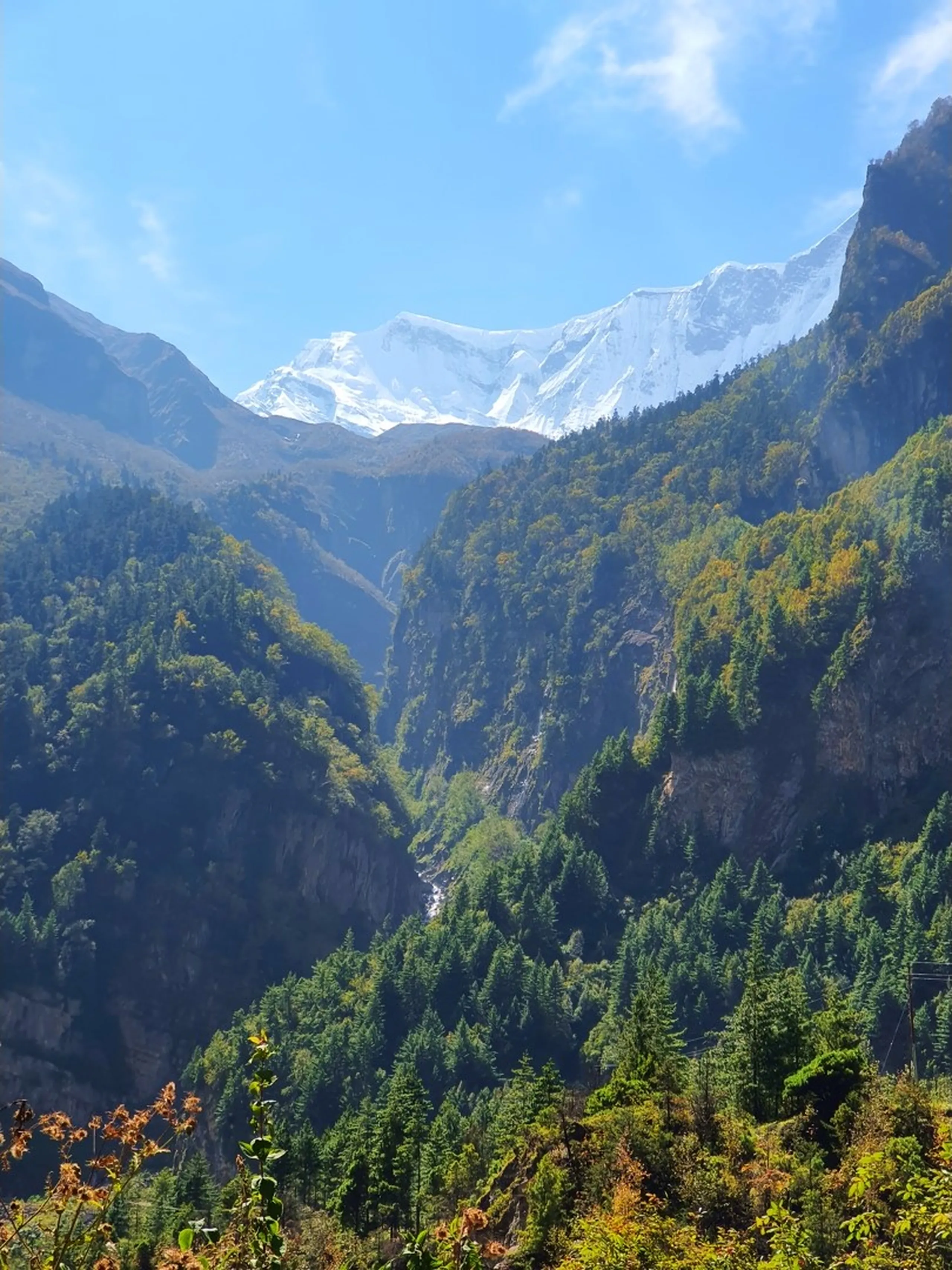 A stunning Annapurna Circuit valley landscape photograph taken on the trek to Manang, Nepal - a deep V-shaped forested gorge in the foreground filled with dense dark green pine and fir forest, autumn gold and rust foliage beginning to color the canopy - a white glacial river stream visible far below threading through the gorge - rising majestically beyond, a massive snow-capped Himalayan peak with vast white glacier fields and rocky ridgelines fills the upper frame against a crisp blue sky with a few wisps of cloud - a narrow waterfall streak visible on the lower flanks of the mountain - a breathtaking Nepal Himalayan mountain landscape photograph on the Annapurna Circuit trail between Chame and Pisang, perfect for Nepal mountain photography and Annapurna trekking scenery blog content
