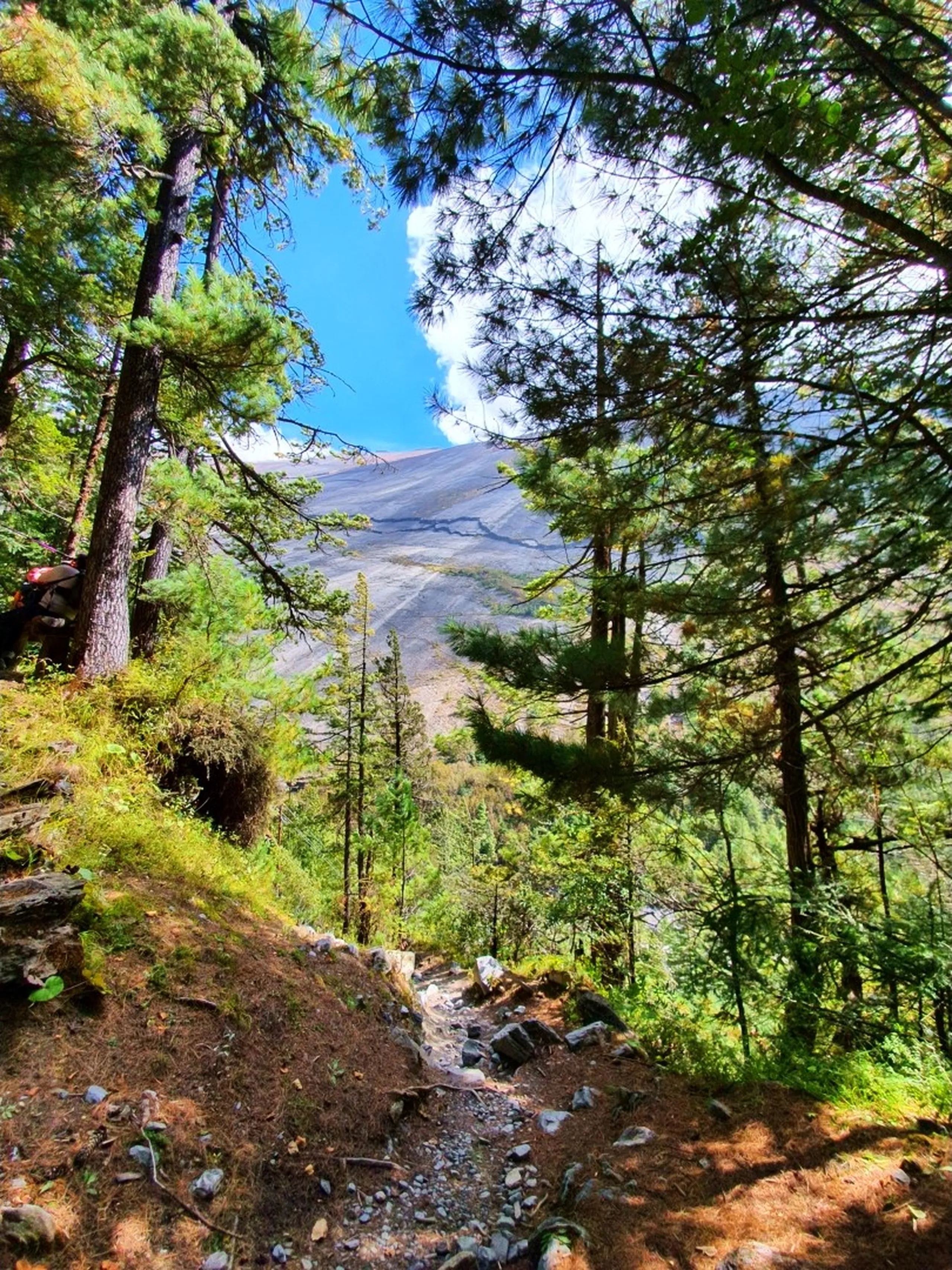 A low-angle upward-looking trekking trail photograph in a high-altitude pine forest in Manang, Nepal - a narrow dirt path climbs steeply through a stand of tall pine and fir trees, their canopies filtering dappled sunlight - a massive smooth grey Himalayan rock face with rust and gold mineral staining fills the entire upper background between the tree trunks - blue sky with a small white cloud visible at the top - a trail marker stone visible at the lower left - an atmospheric and adventurous Nepal forest trekking trail photograph on the Annapurna Circuit path to Ice Lake, showcasing the dramatic transition from forest to alpine terrain on the trail to Manang