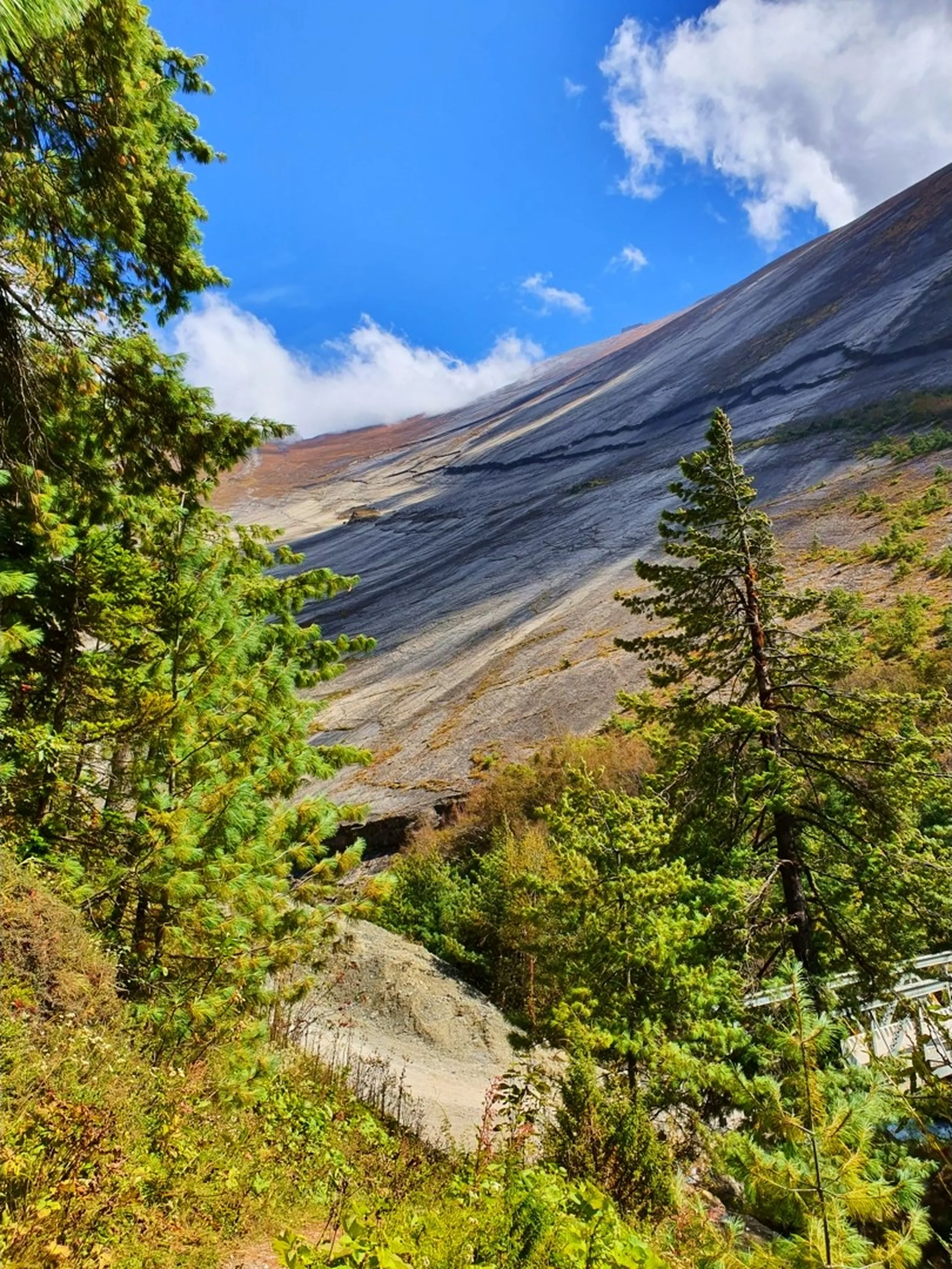 A wide upward-angle nature photograph from the Annapurna Circuit trail in Manang, Nepal - a sweeping smooth grey rock face streaked with diagonal bands of rust, gold, and dark mineral lines rises steeply from left to right filling almost the entire frame - scattered pine trees cling to the lower slope, with one prominent green pine in the center and dense mixed forest on the left - a dusty jeep track road visible at the base - blue sky with a few white clouds in the upper left - a striking and dramatic Nepal Himalayan geology and nature landscape photograph, showcasing the extraordinary exposed rock formations and alpine scenery along the Annapurna Circuit trekking trail near Manang, perfect for Nepal mountain nature photography blog content