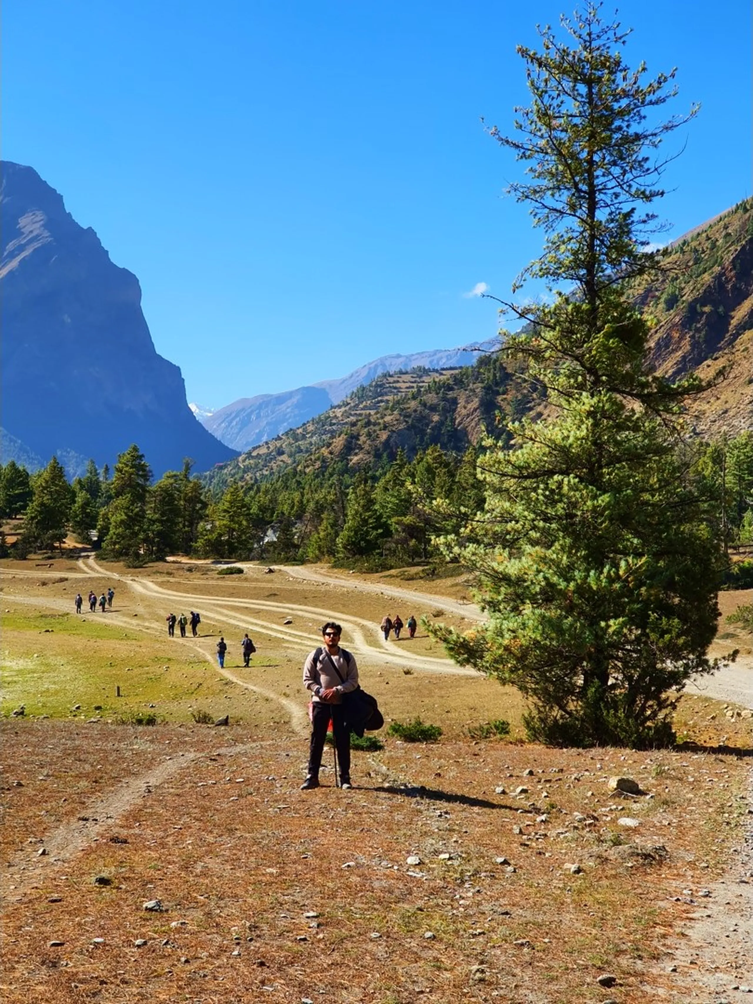 A lone young male Nepali trekker stands in the open Himalayan grassland valley of Manang, Nepal - wearing a beige-rose sweatshirt, dark trousers, sunglasses, and a crossbody bag - holding a hiking stick - set against an incredibly scenic backdrop: a wide sun-bleached dry alpine meadow with sandy tracks, a large solitary pine tree to his right, a dramatic wall of dark vertical cliff on the far left, a snow-capped distant peak visible in the center-left, and rolling pine-forested slopes descending into a broad valley - other trekkers visible as tiny dots further down the trail - a beautifully composed Nepal trekking solo portrait in the iconic Manang valley, Annapurna Circuit, capturing the vast open landscape on the way to Ice Lake Nepal