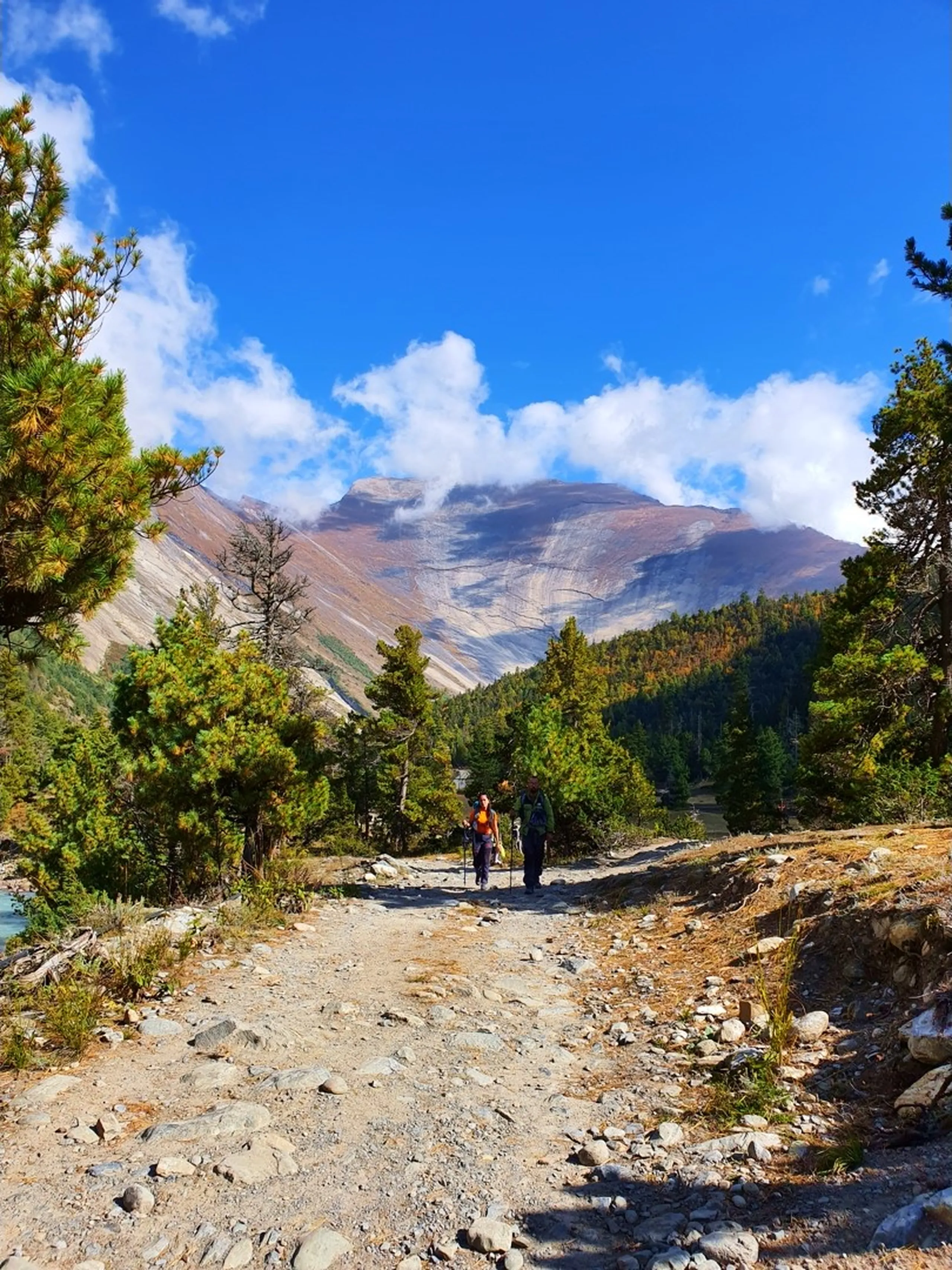 Two Nepali trekkers walk along a wide rocky dirt trail through a high-altitude pine forest in the Manang valley, Annapurna Circuit - one in an orange vest with a trekking pole walking ahead, one in a dark jacket behind - the trail curves gently between scattered juniper and pine trees with autumn-gold foliage - a massive smooth grey Himalayan mountain face with rust-brown striations fills the entire upper background under a vibrant blue sky with white clouds - a turquoise lake shore glimpsed to the left - a beautiful and serene Nepal trekking trail landscape photograph on the route from Manang village to Ice Lake, Annapurna Conservation Area, perfect for Nepal Himalayan hiking trail blog and Manang valley nature photography content