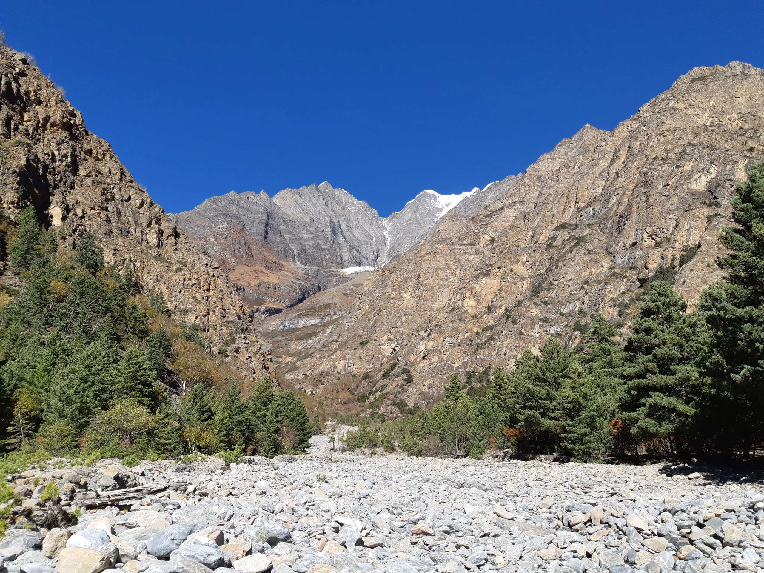 Autumn birch forest golden season Dolpa Nepal