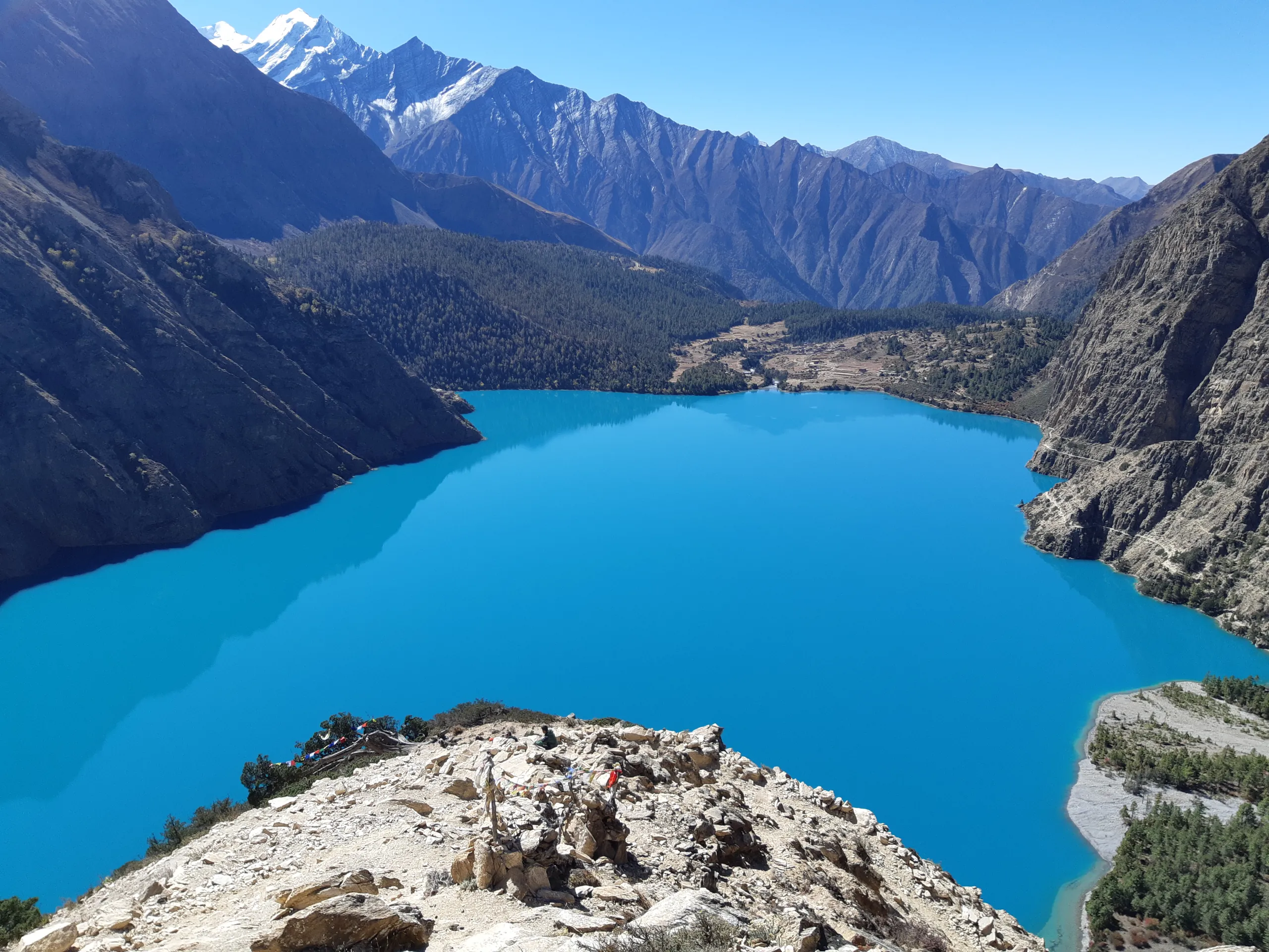 Wildflowers blooming Dolpa valley summer Nepal
